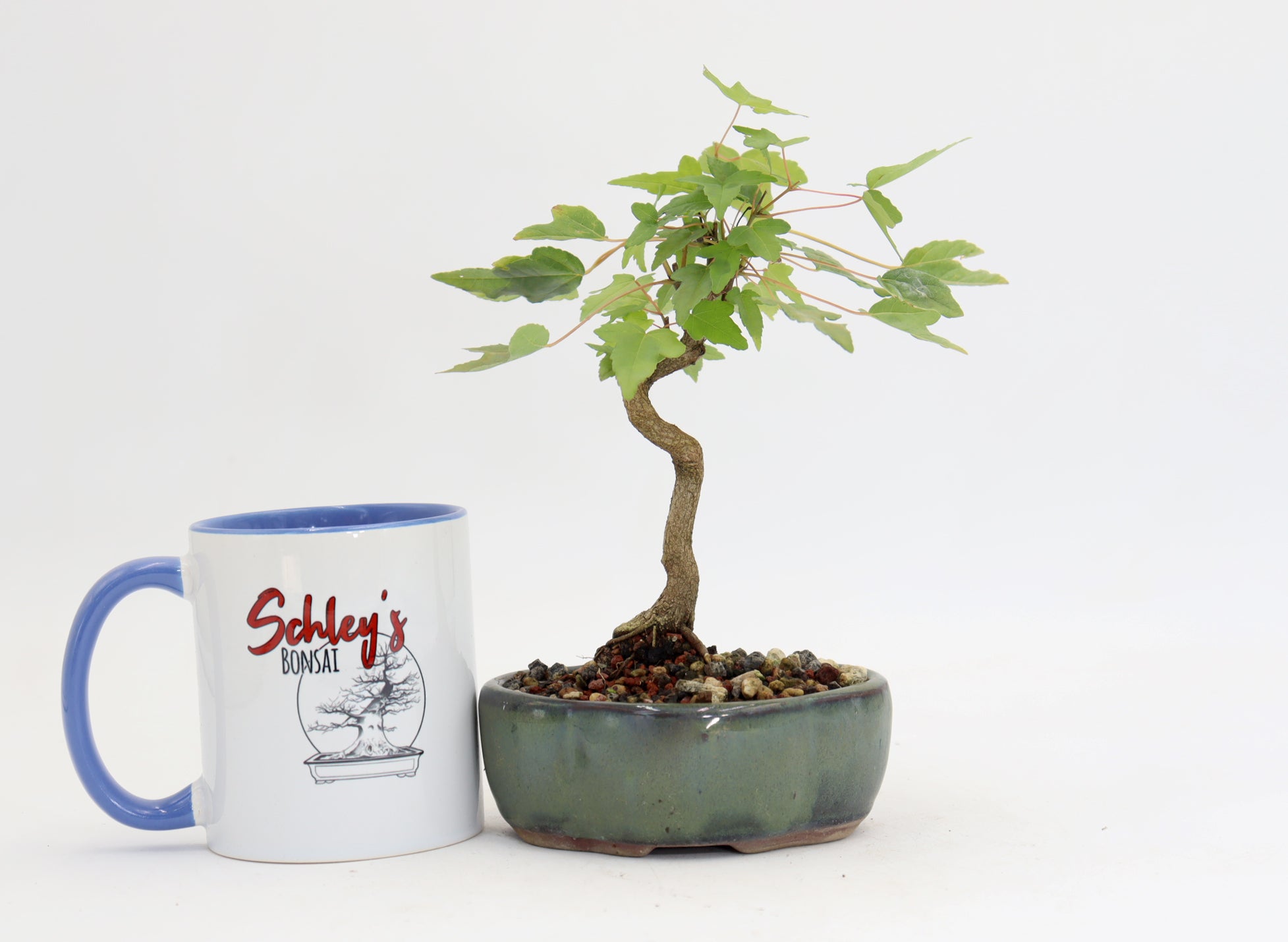 Trident Maple in a 5