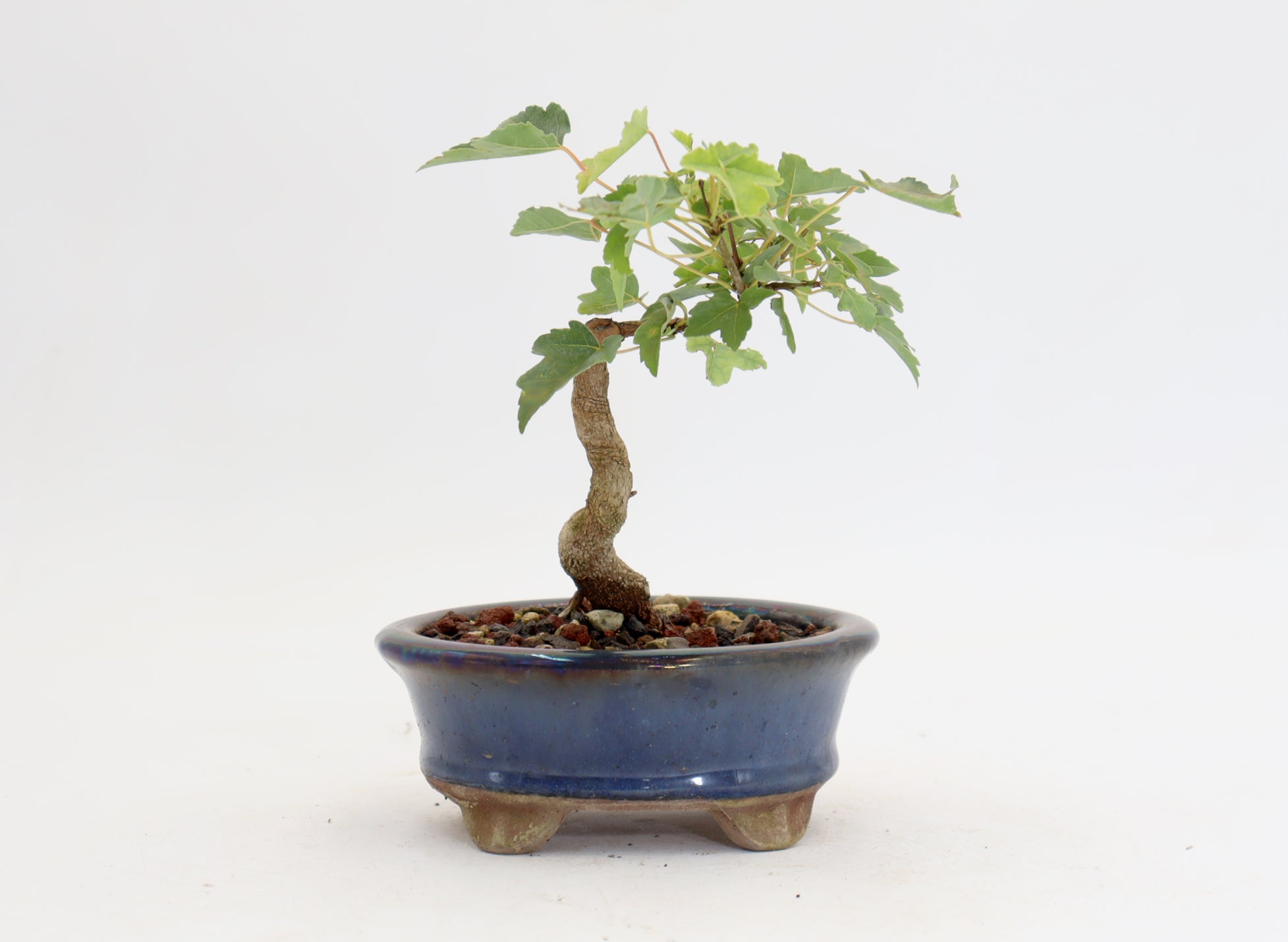 Trident Maple in a 4.5