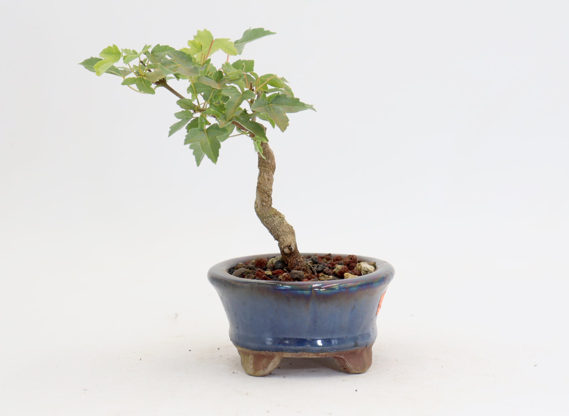 Trident Maple in a 4.5