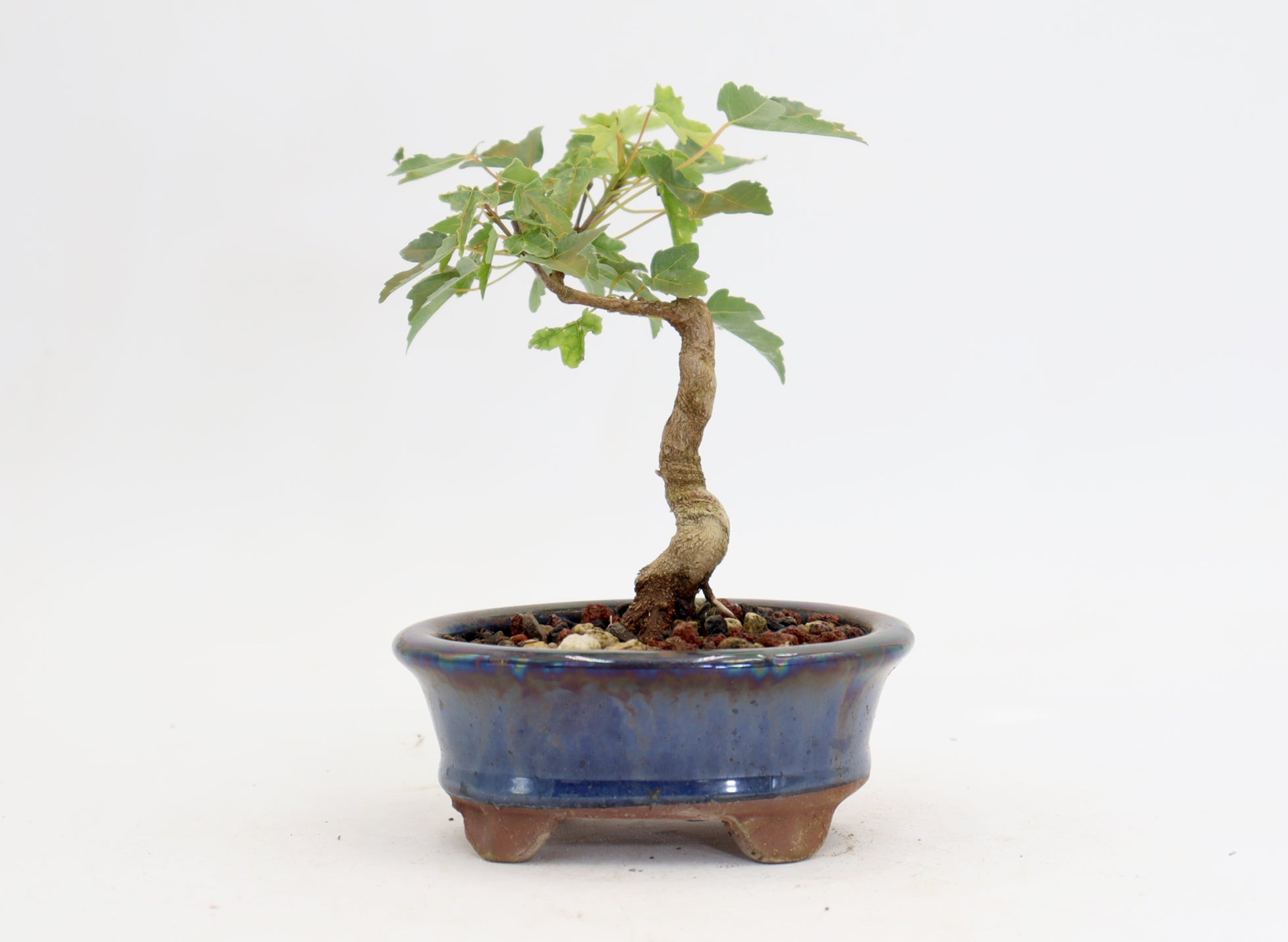 Trident Maple in a 4.5