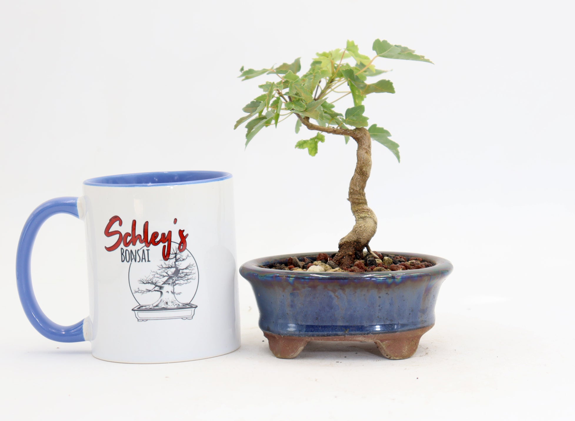 Trident Maple in a 4.5