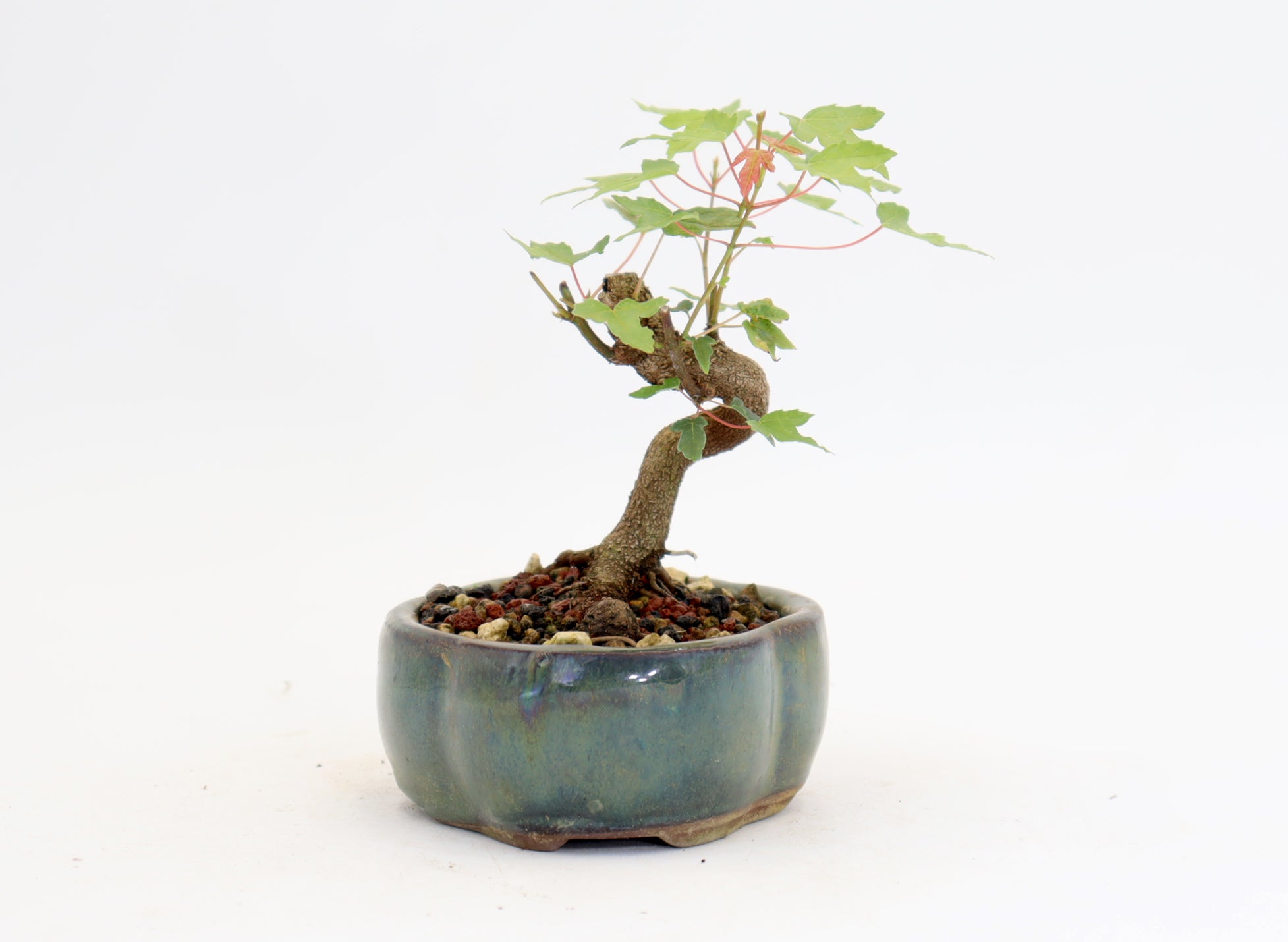 Trident Maple in a 5
