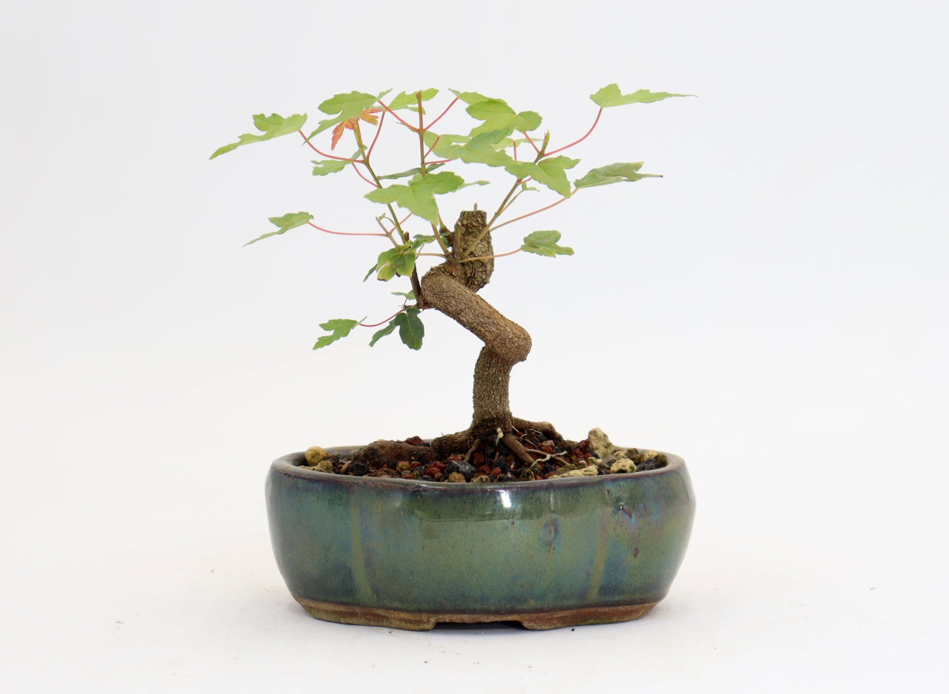 Trident Maple in a 5
