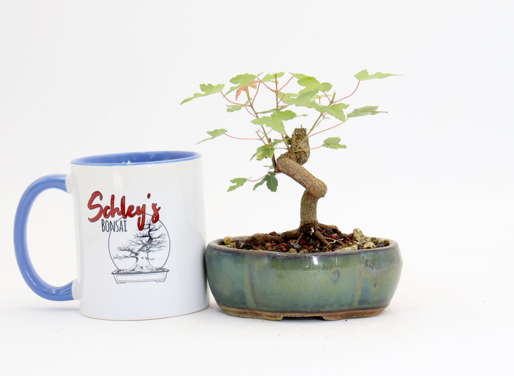 Trident Maple in a 5