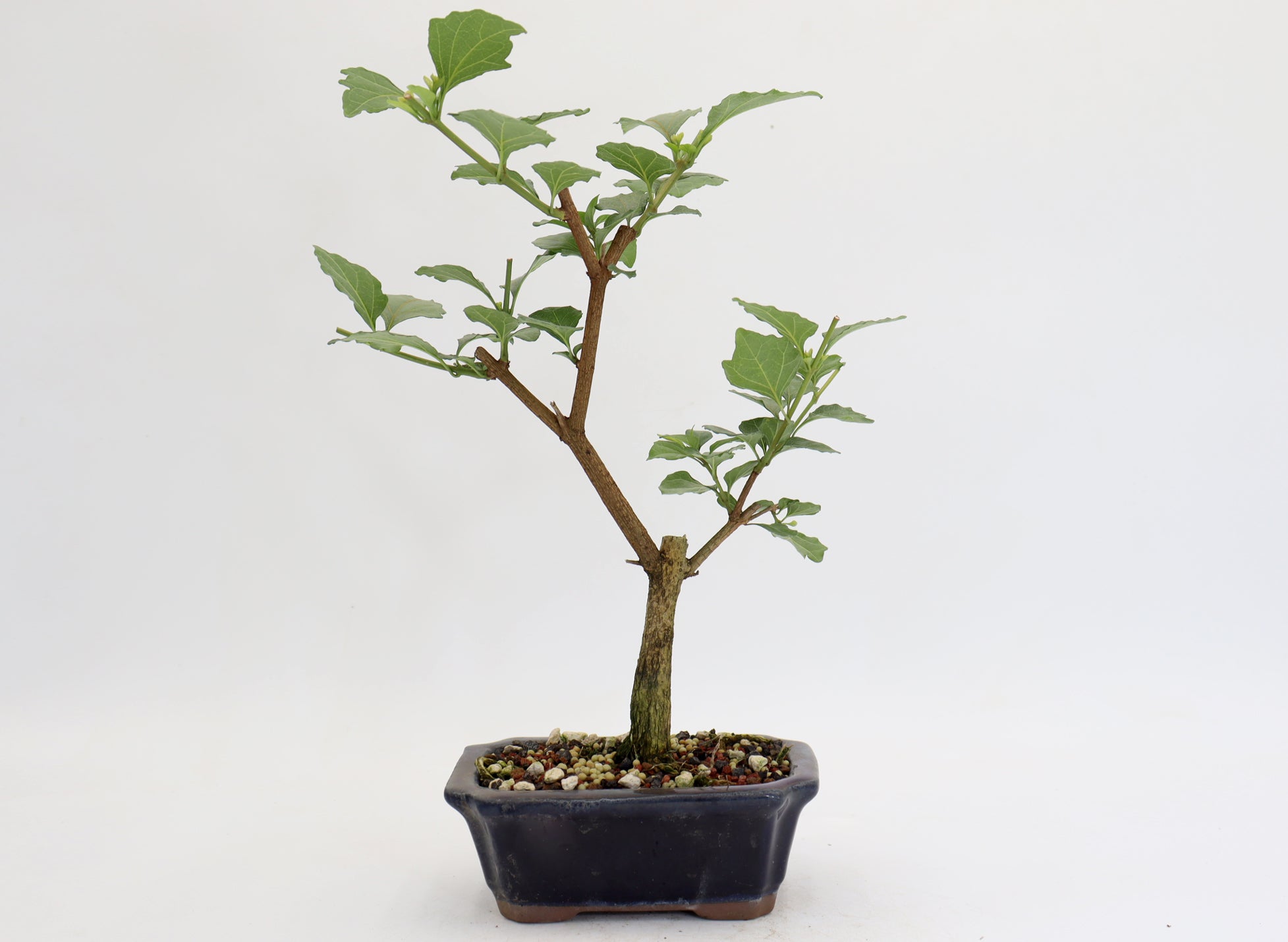 Musk Maple in a 6