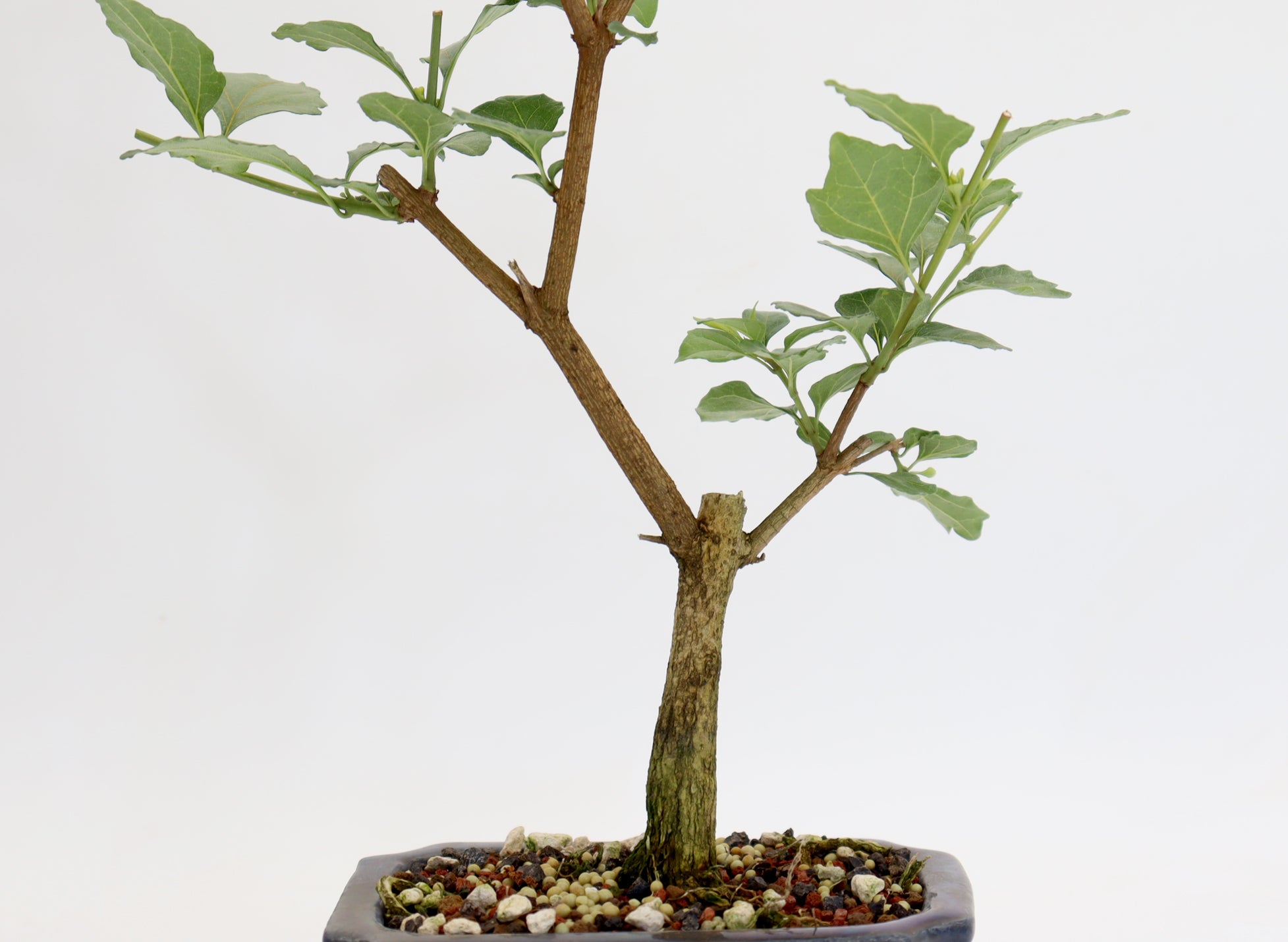 Musk Maple in a 6