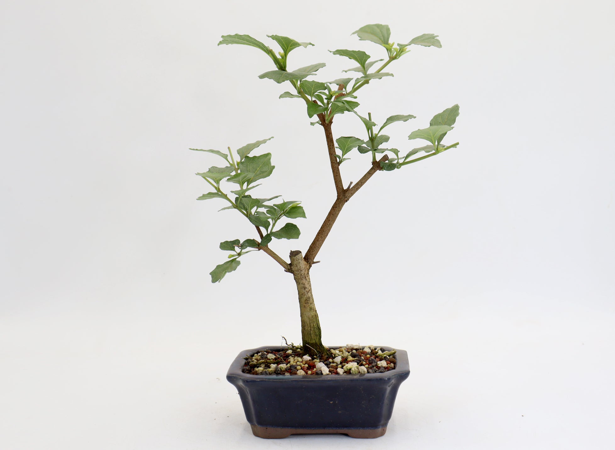 Musk Maple in a 6