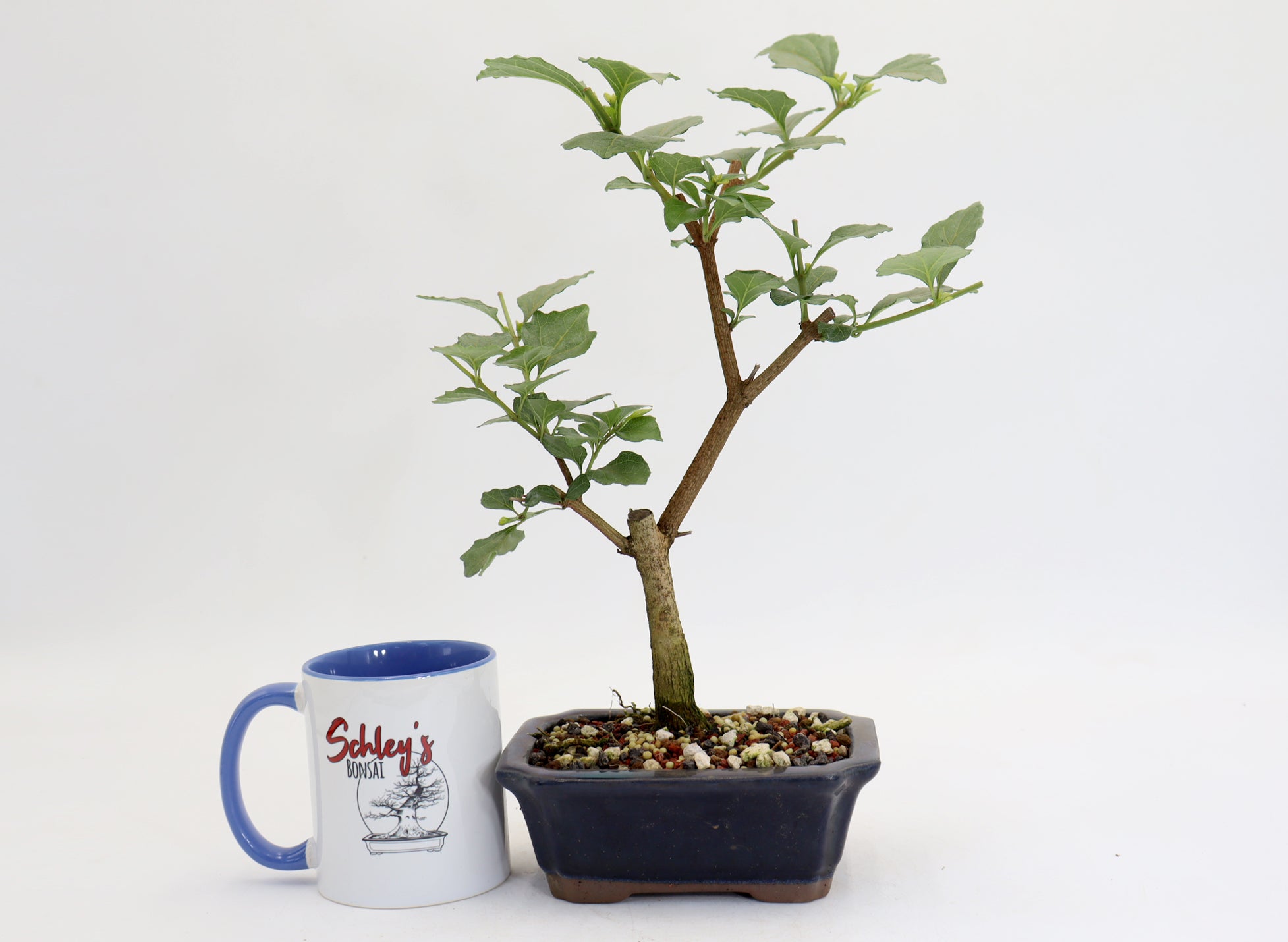 Musk Maple in a 6
