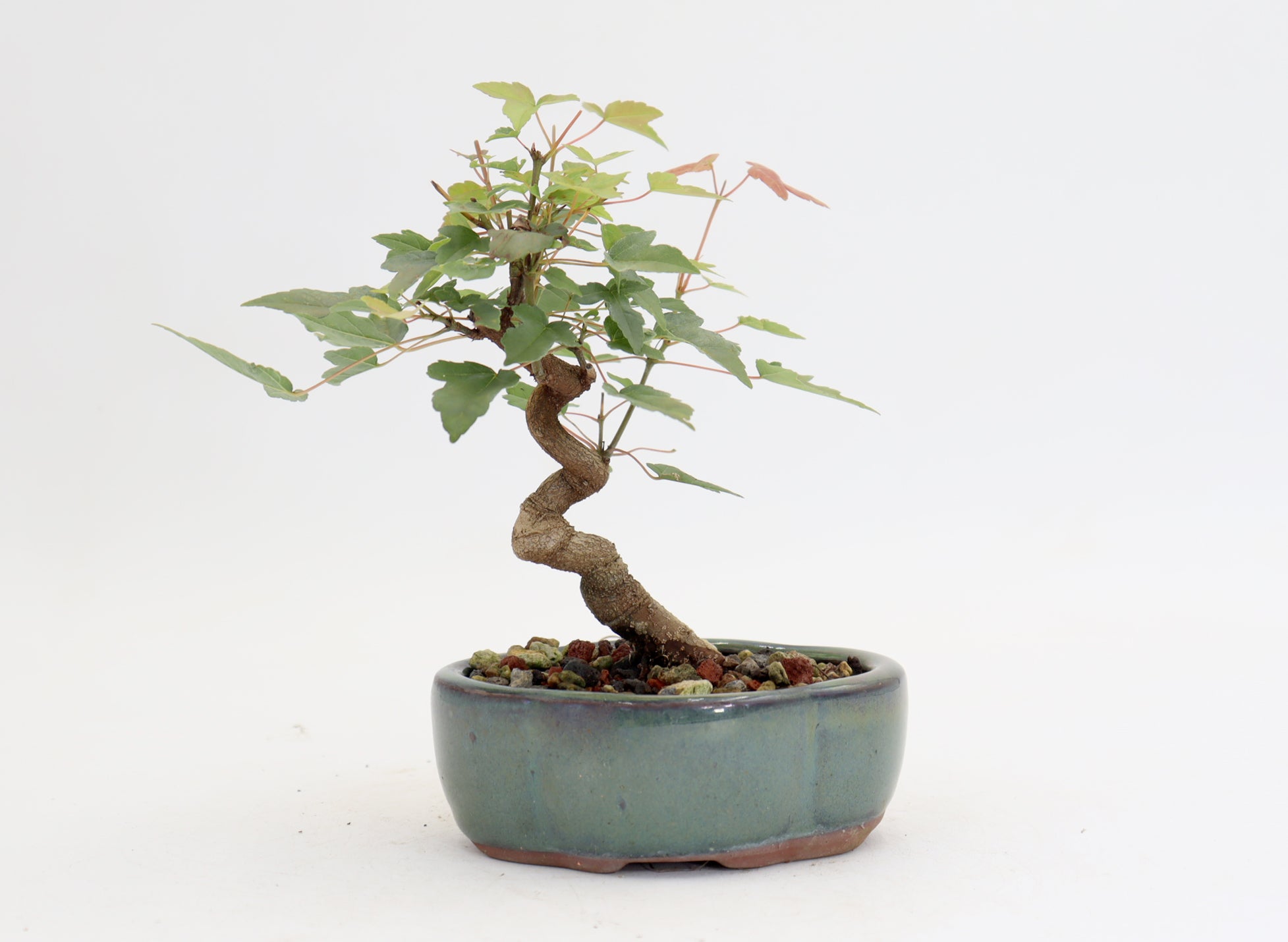 Trident Maple in a 5" Glazed Container