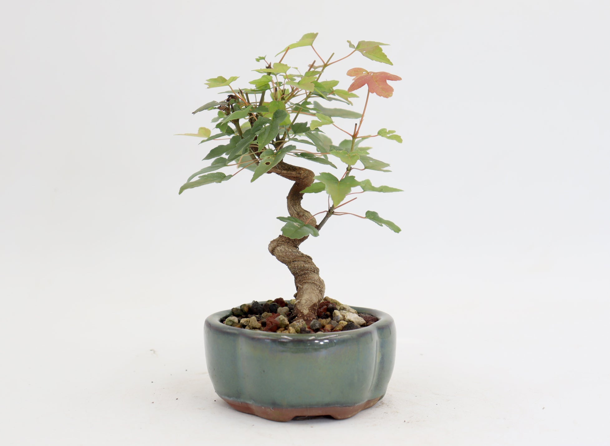Trident Maple in a 5