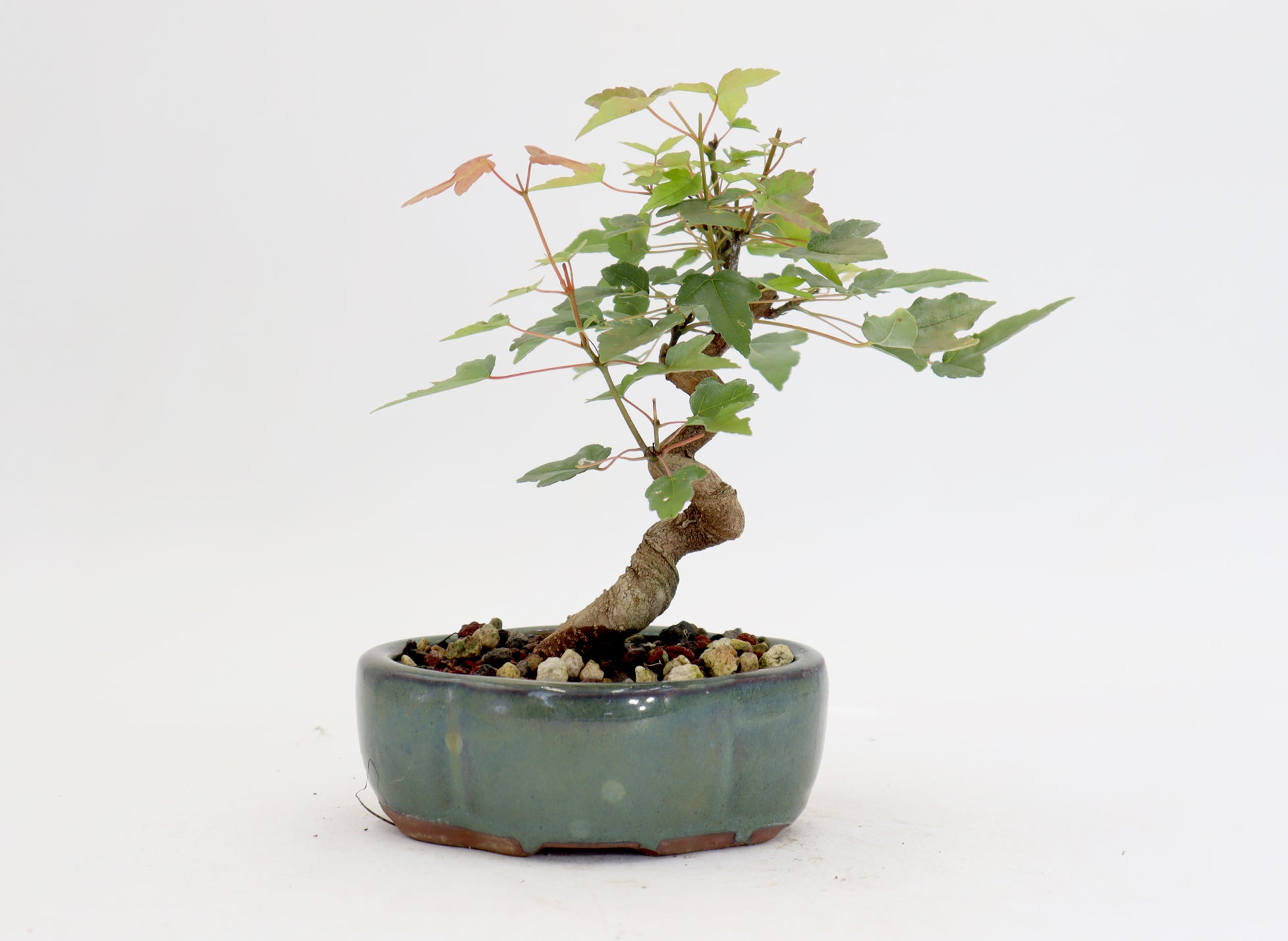 Trident Maple in a 5