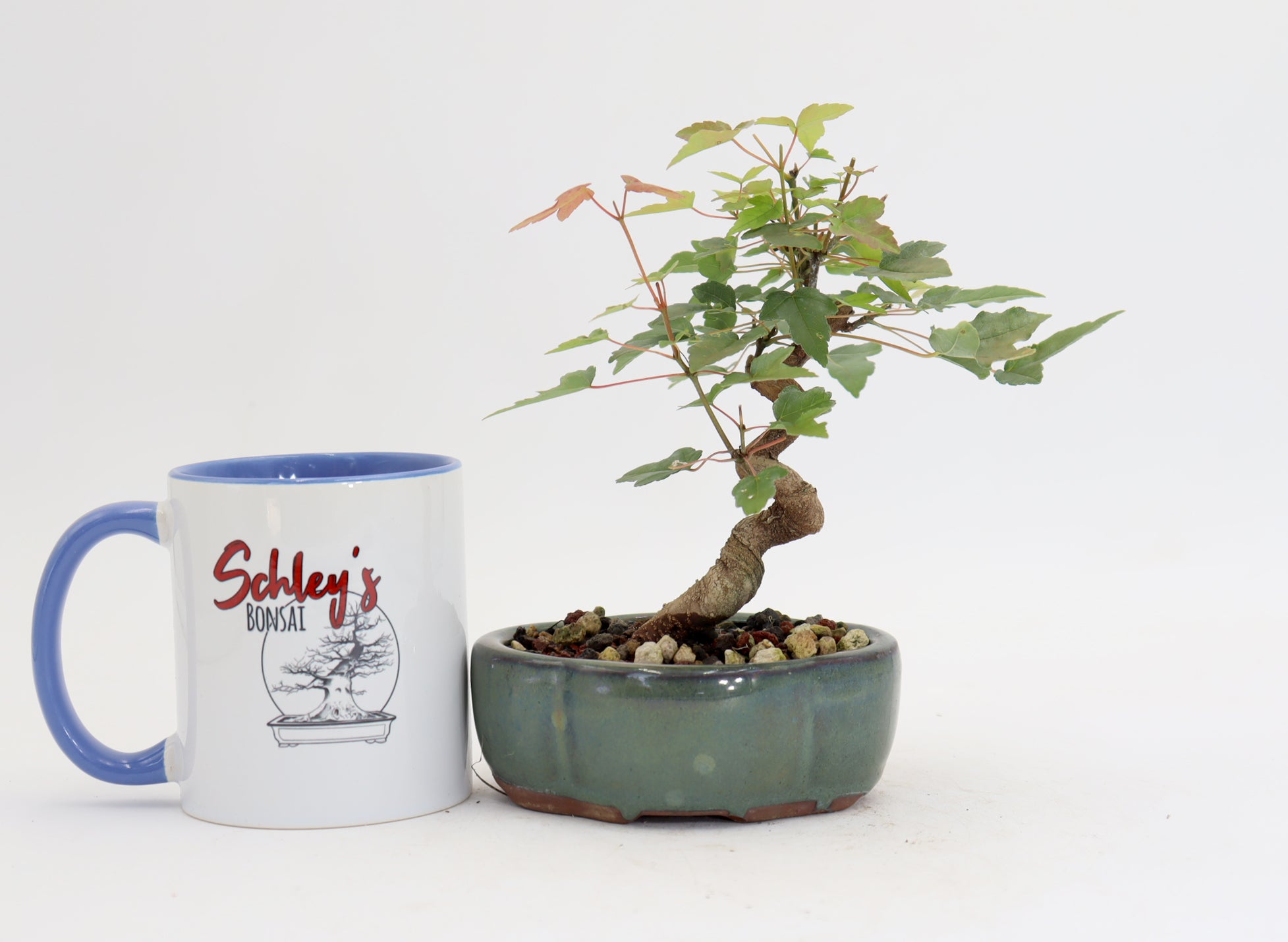 Trident Maple in a 5
