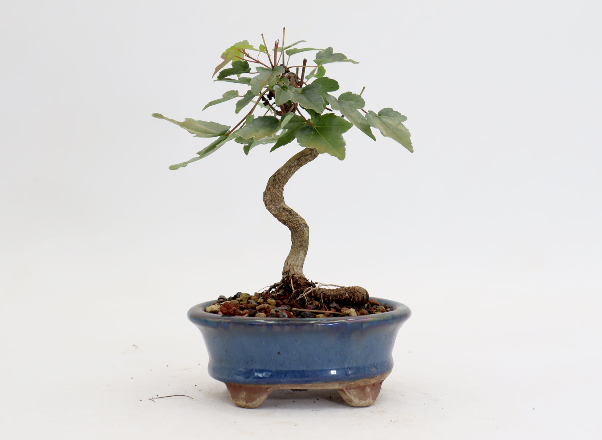 Trident Maple in a 4.5" Glazed Container