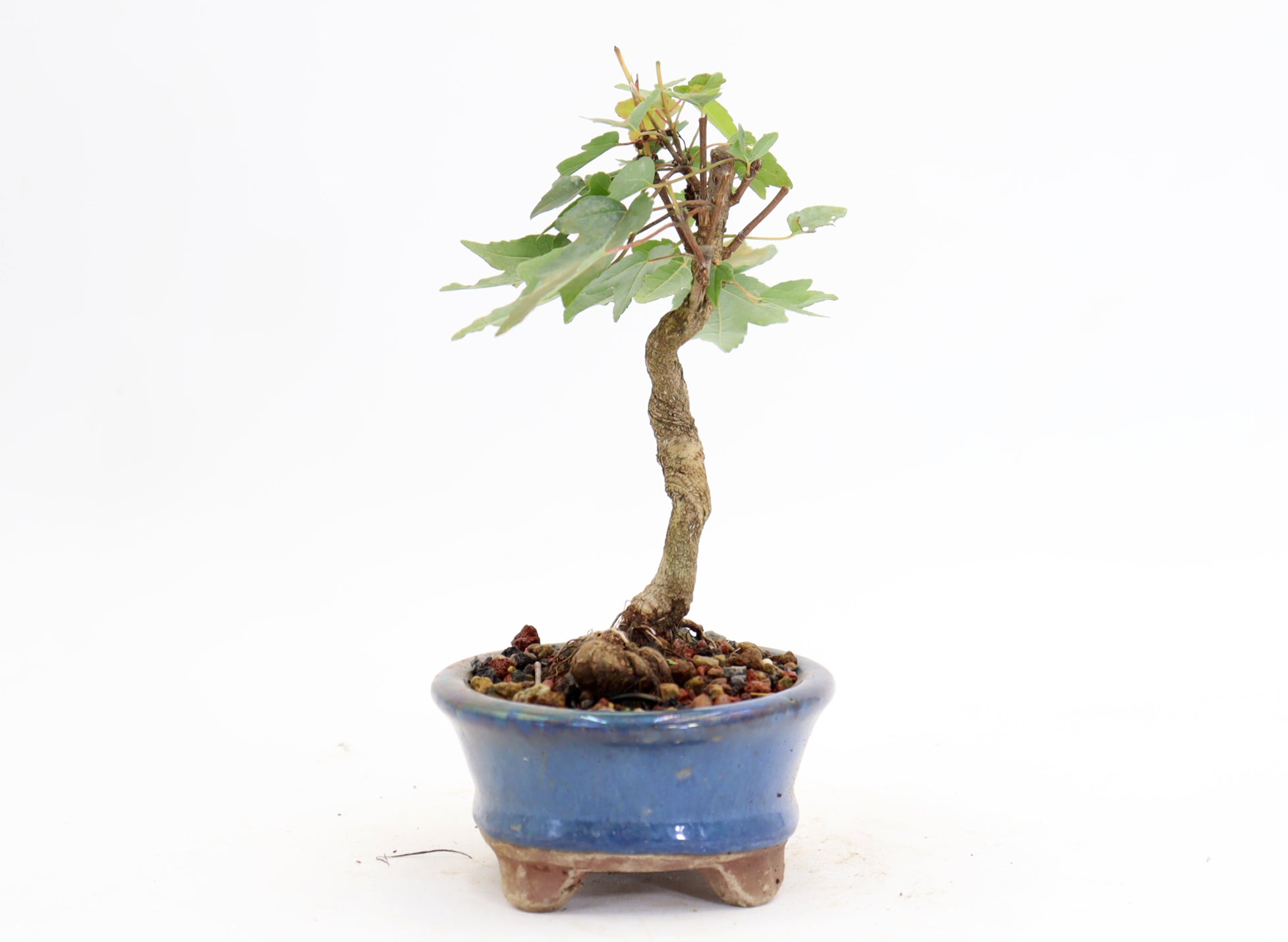 Trident Maple in a 4.5