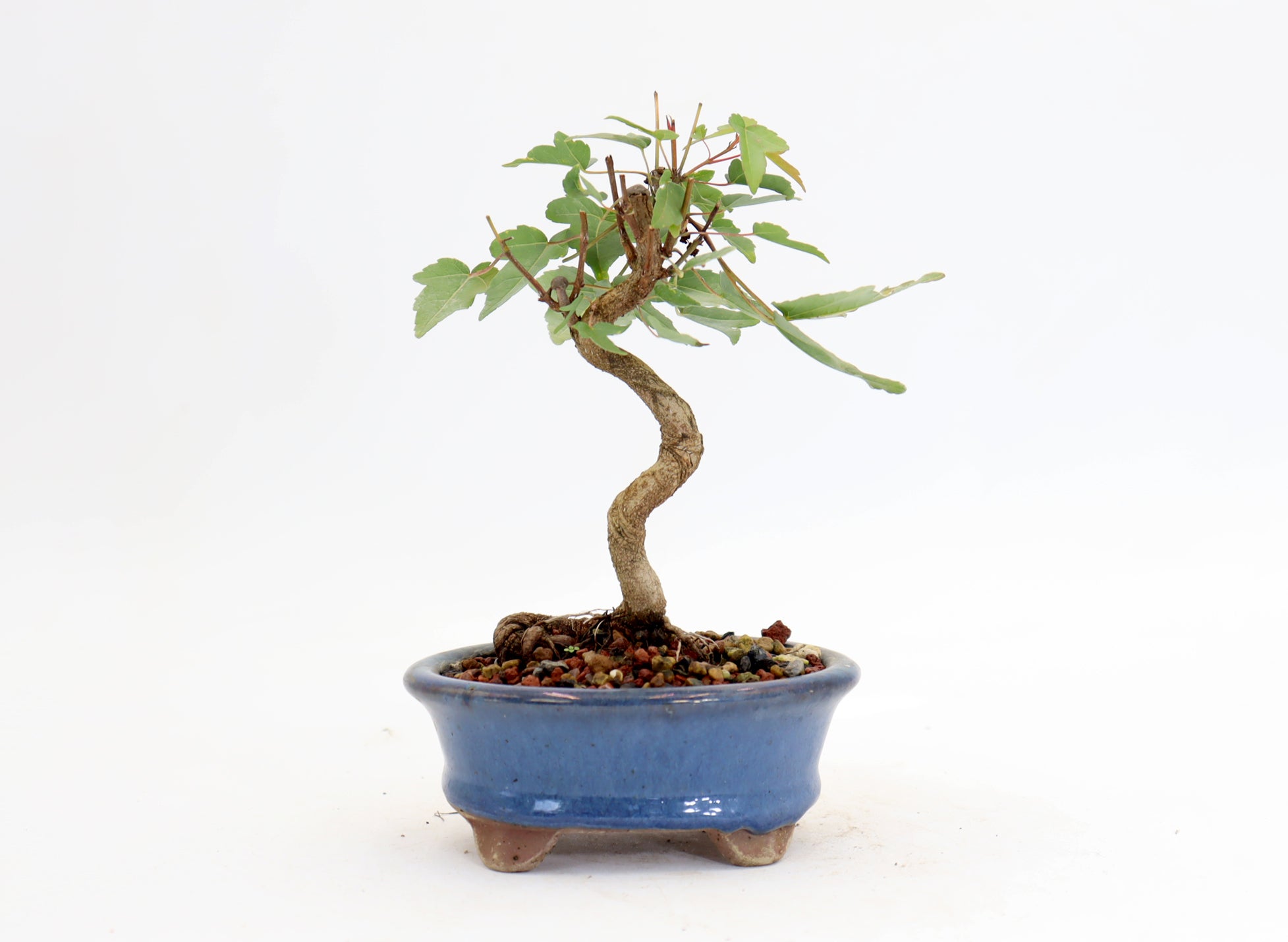 Trident Maple in a 4.5
