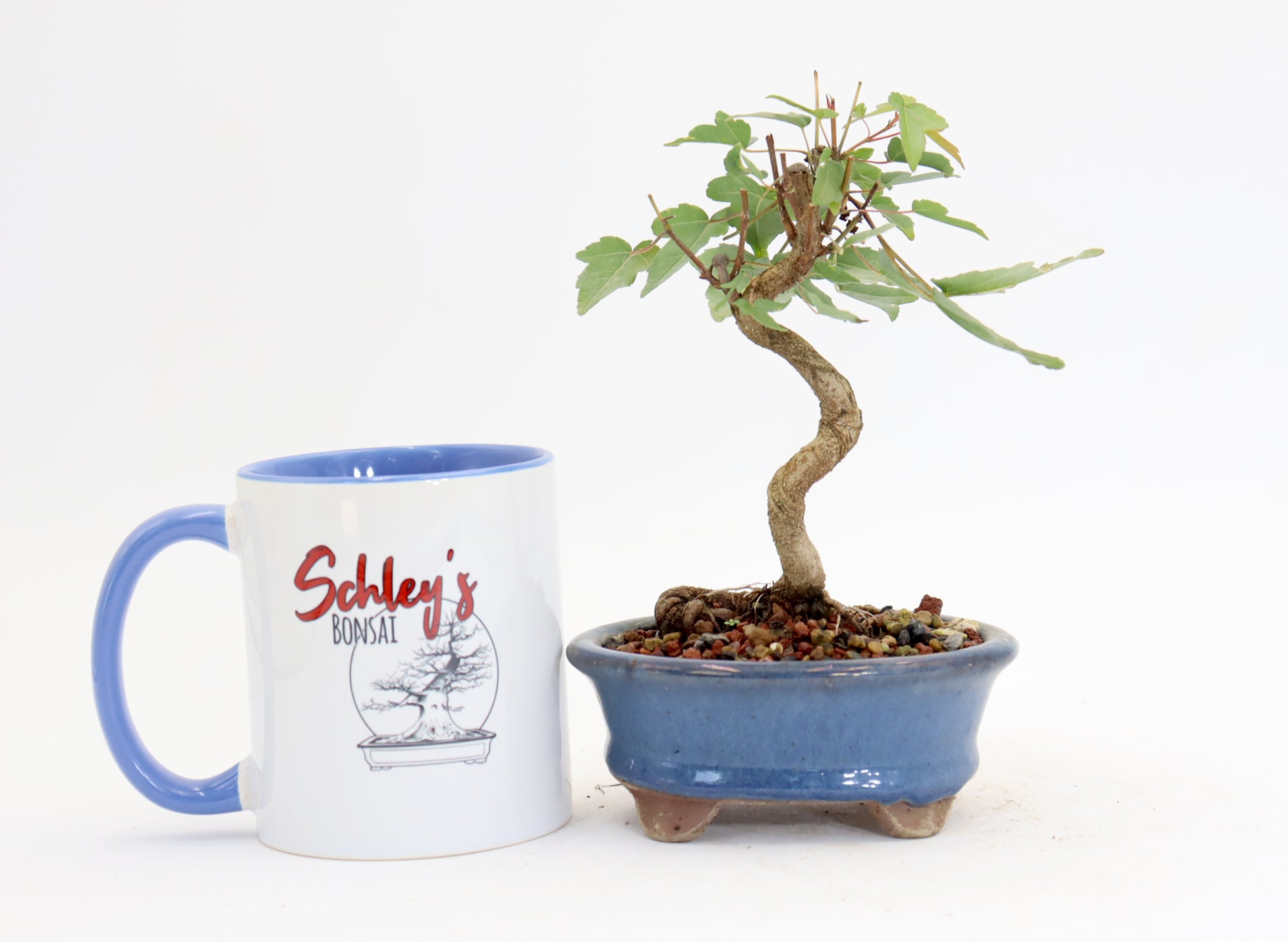 Trident Maple in a 4.5" Glazed Container
