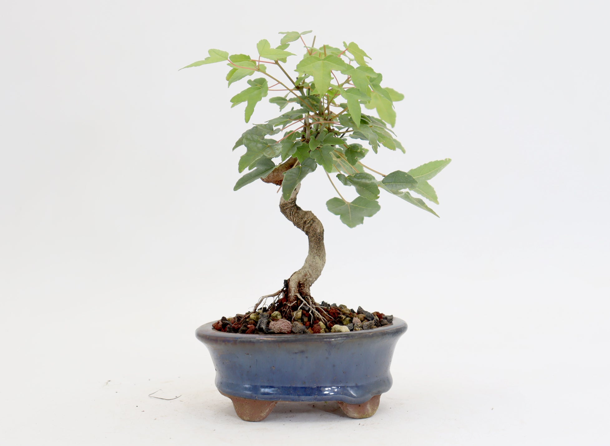 Trident Maple in a 4.5" Glazed Container