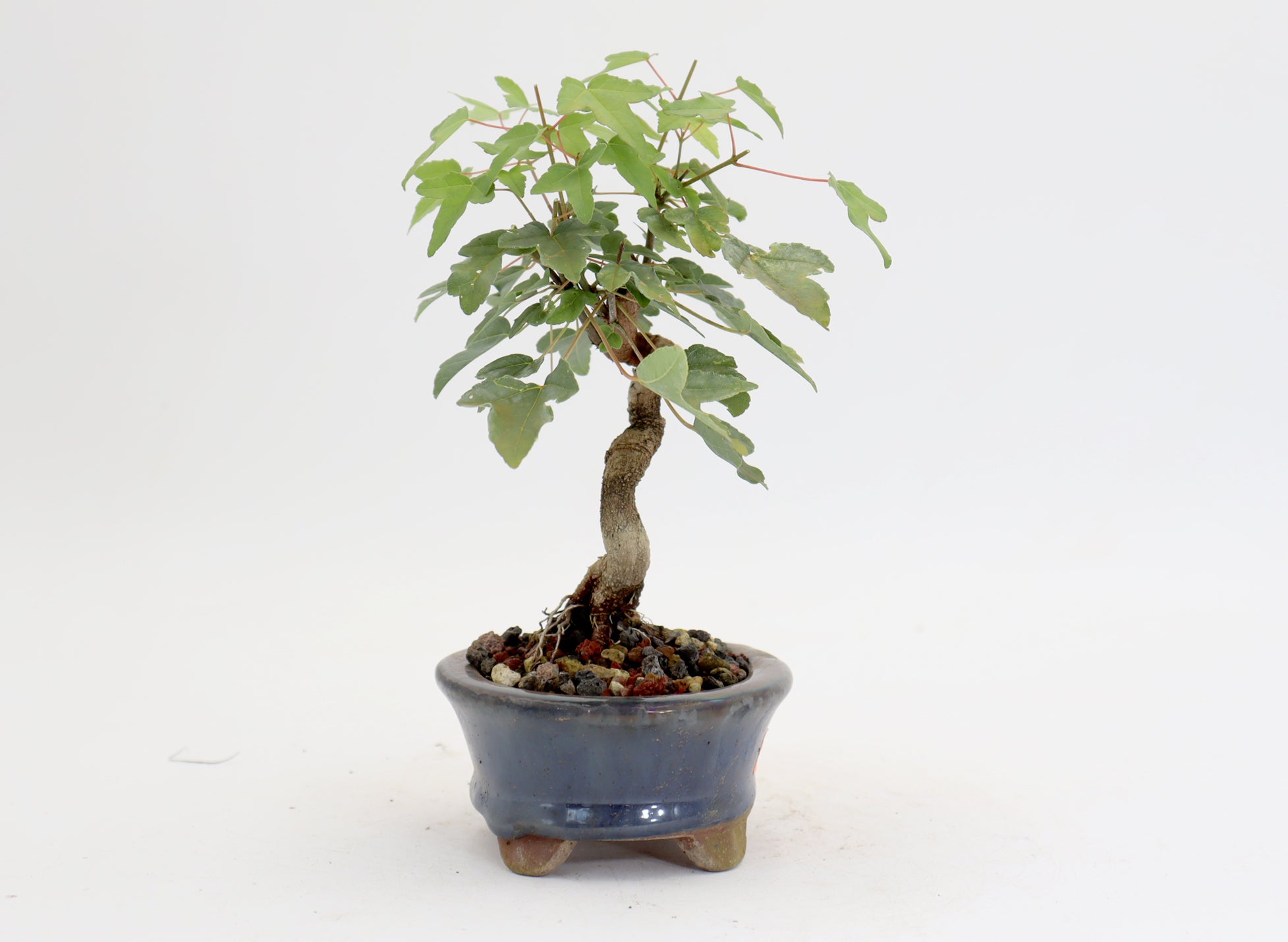 Trident Maple in a 4.5