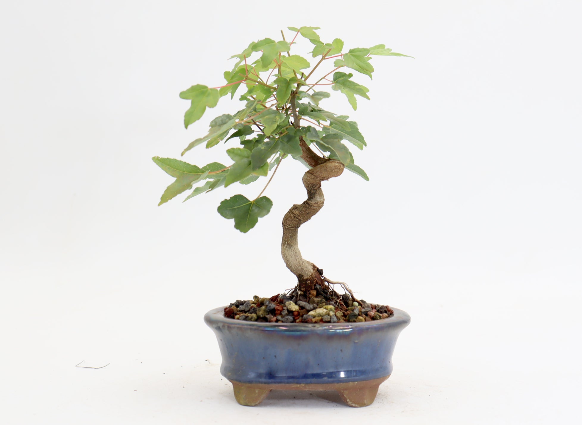 Trident Maple in a 4.5