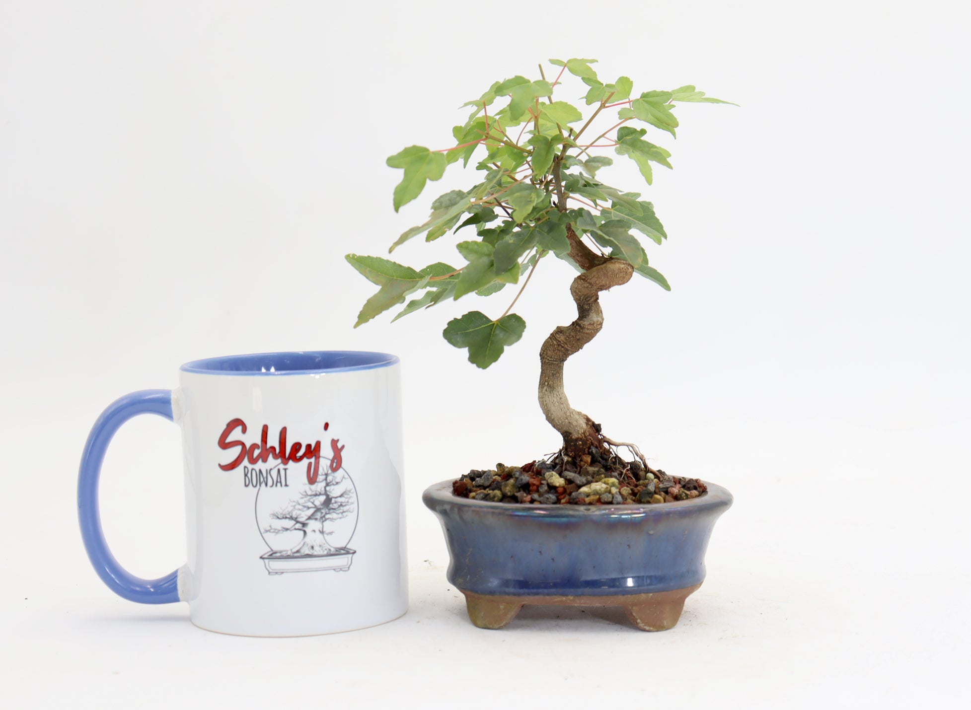 Trident Maple in a 4.5" Glazed Container