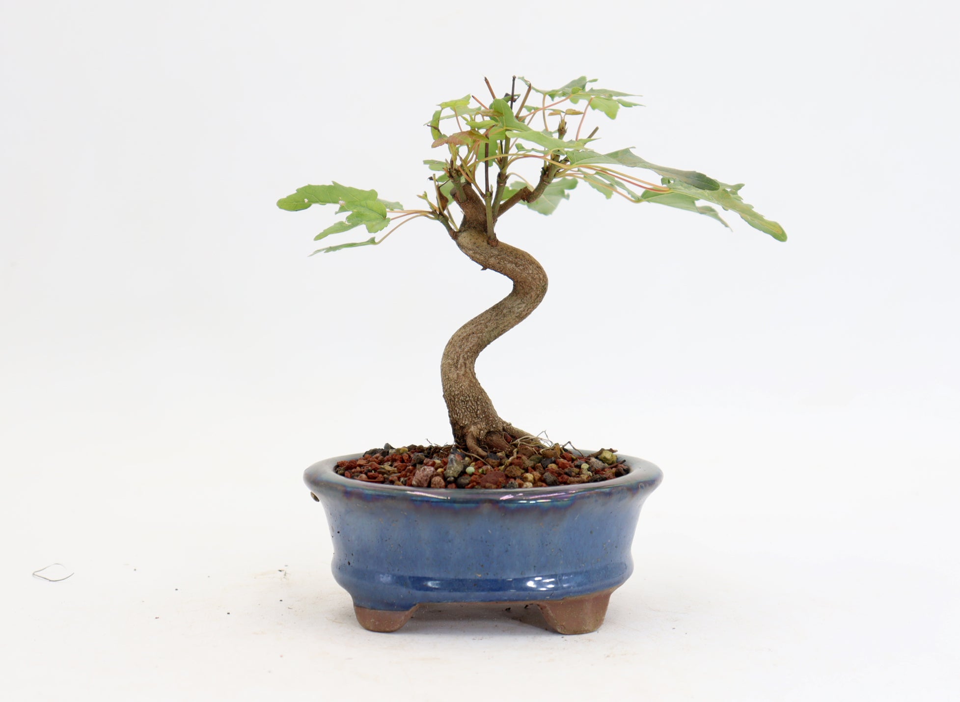 Trident Maple in a 4.5" Glazed Container