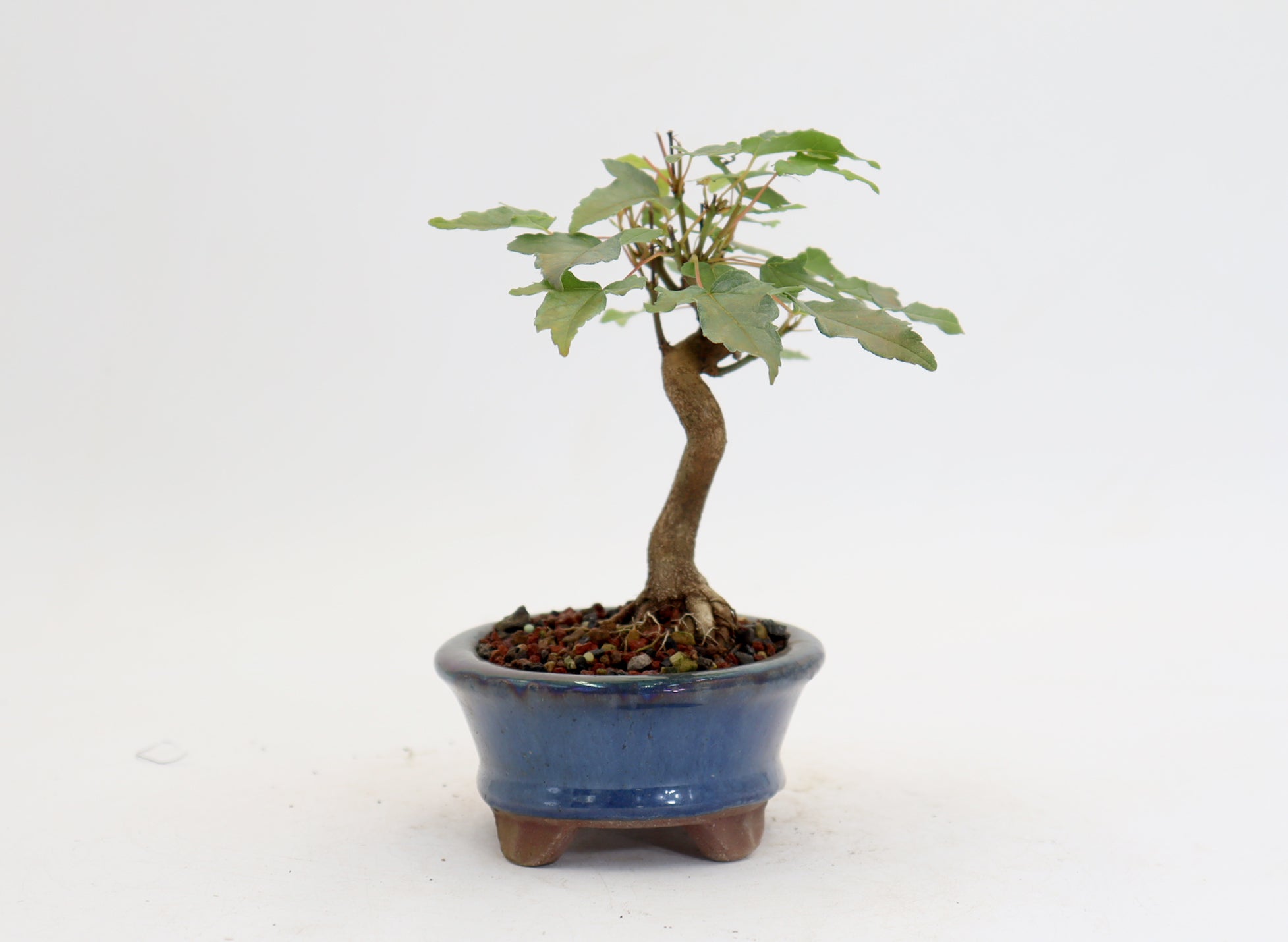 Trident Maple in a 4.5