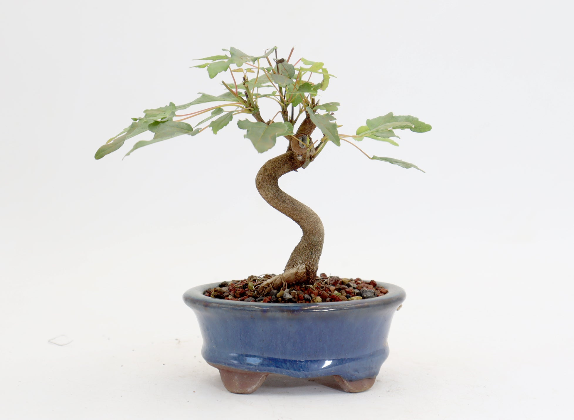 Trident Maple in a 4.5