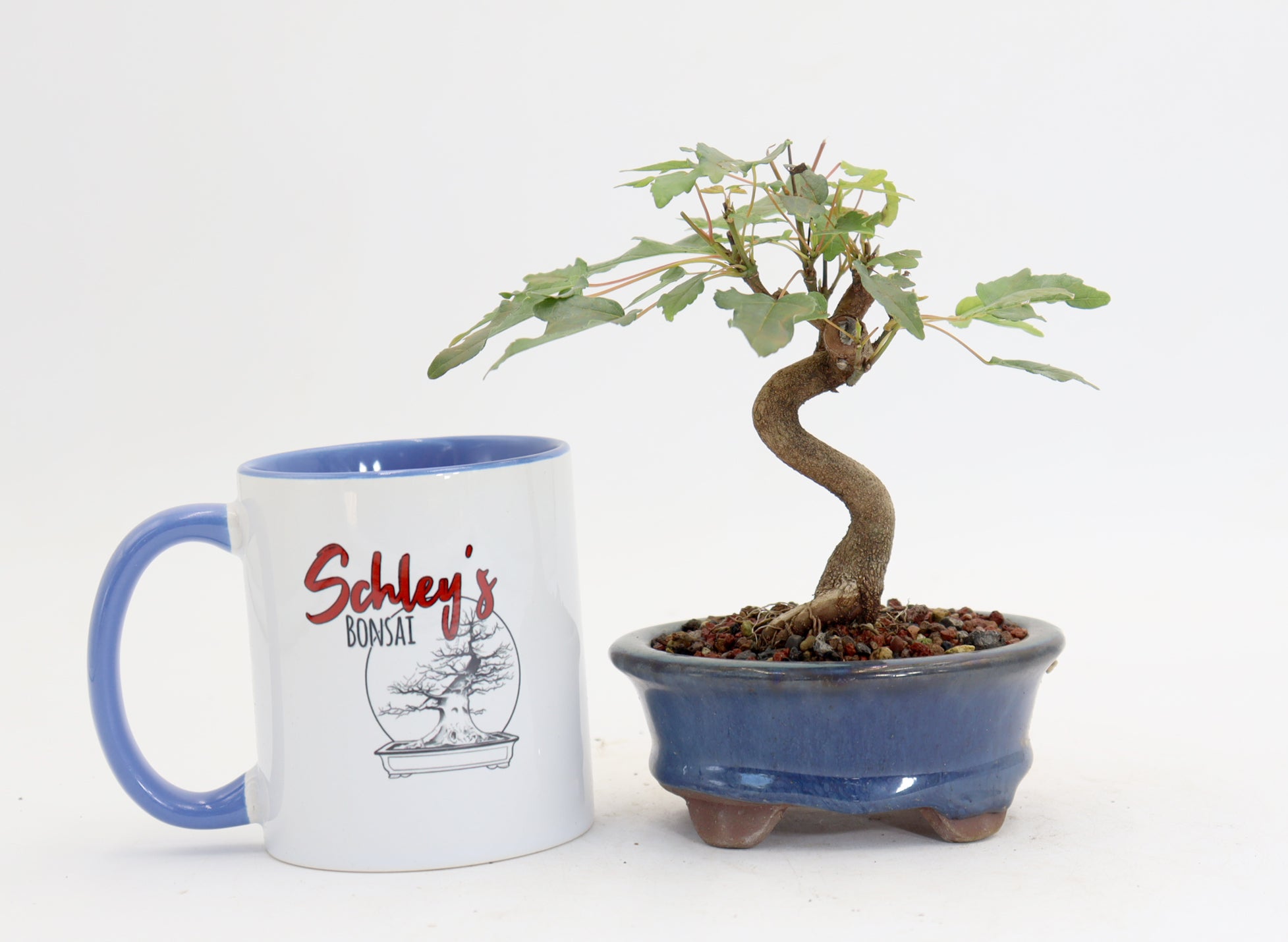Trident Maple in a 4.5" Glazed Container