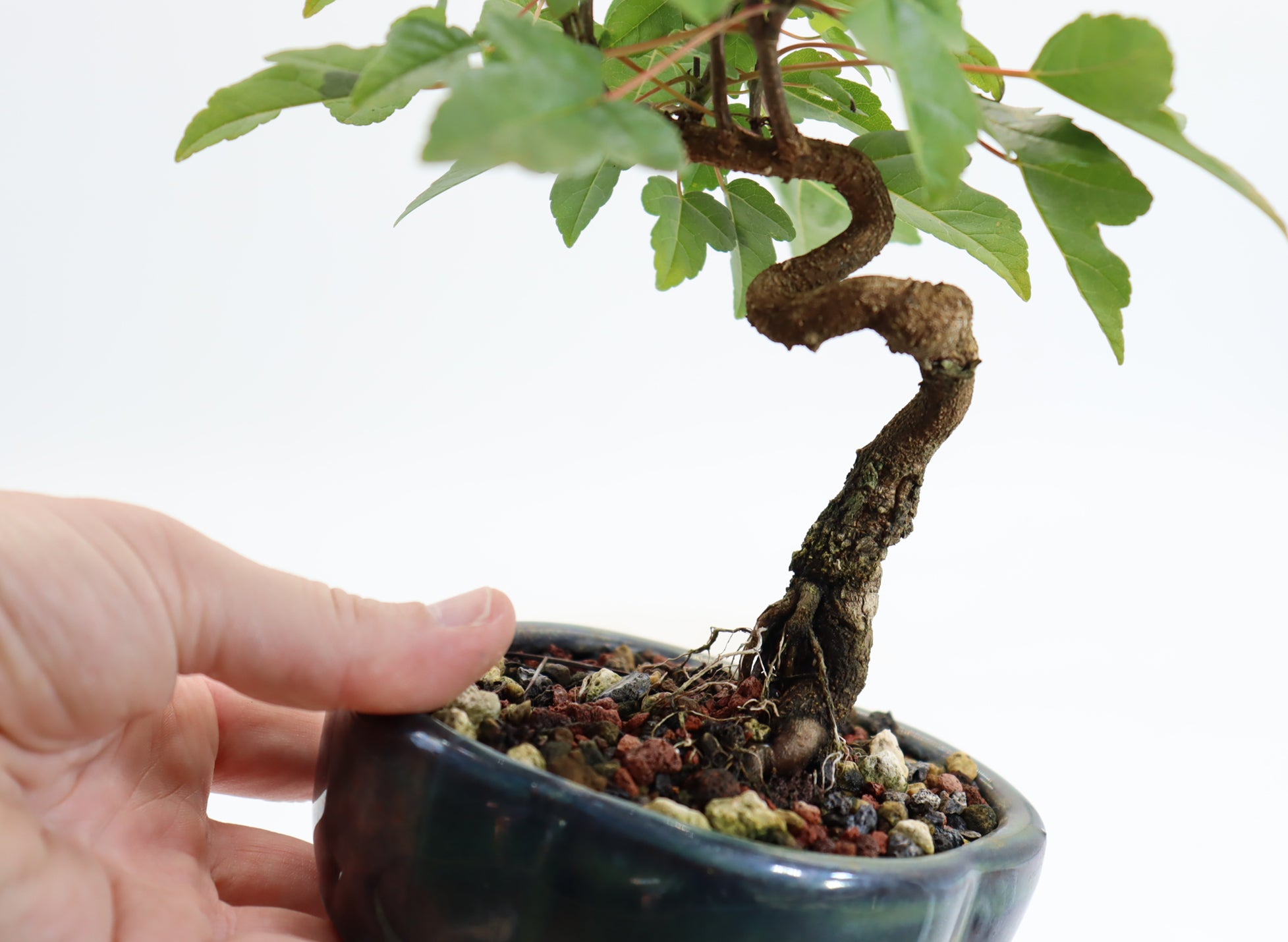 Trident Maple in a 5