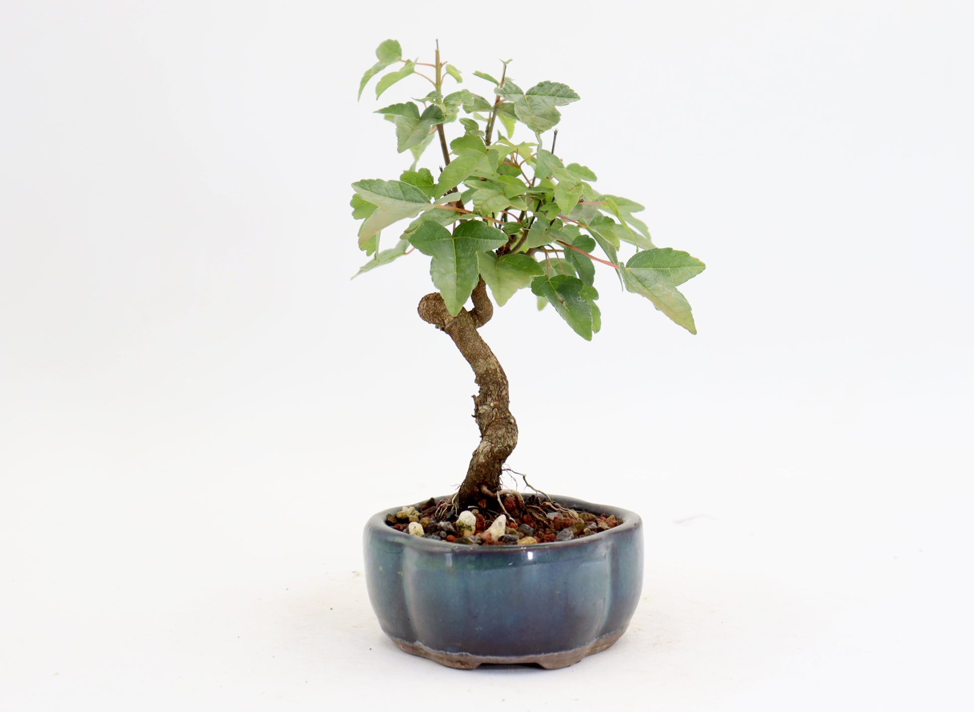 Trident Maple in a 5