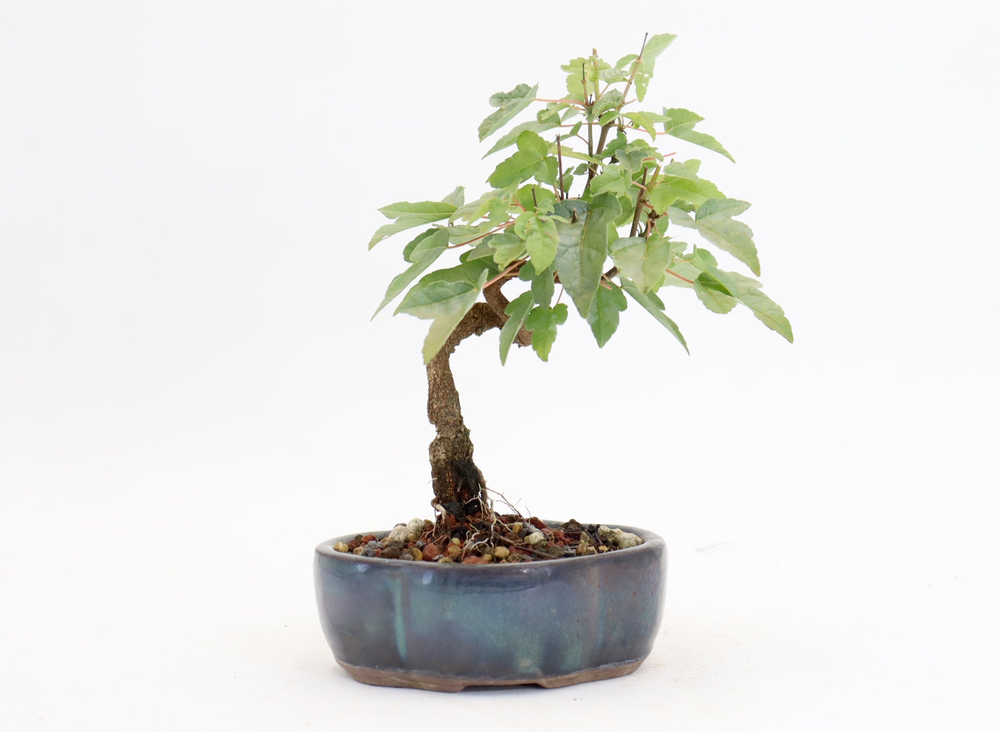 Trident Maple in a 5