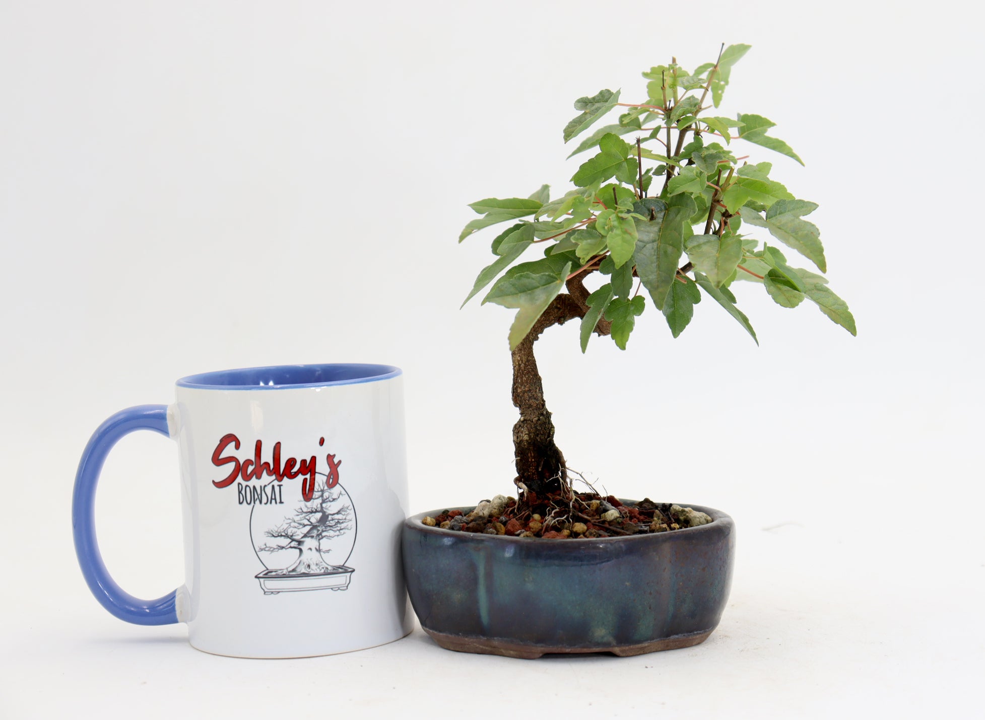 Trident Maple in a 5" Glazed Container
