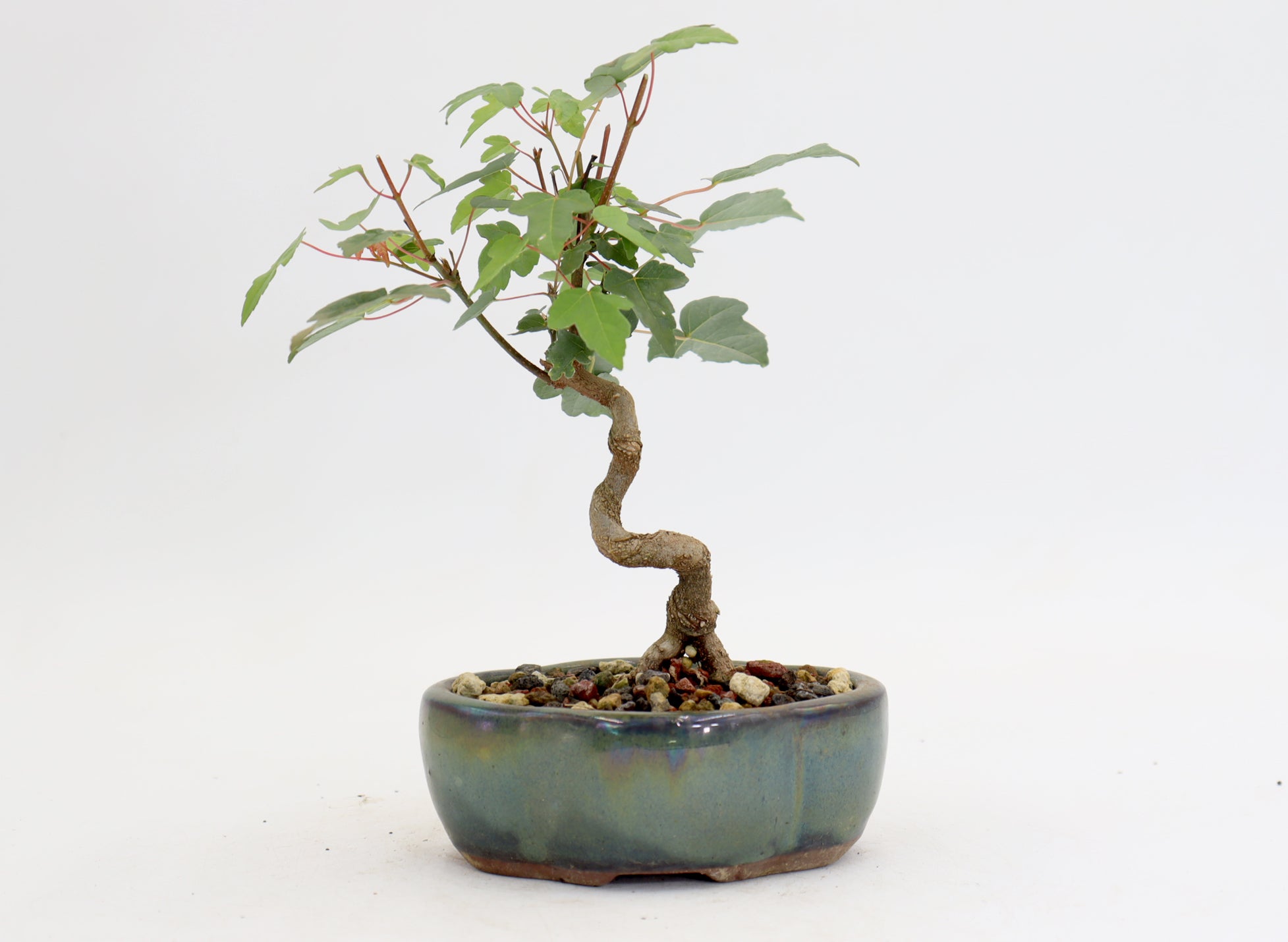 Trident Maple in a 5" Glazed Container