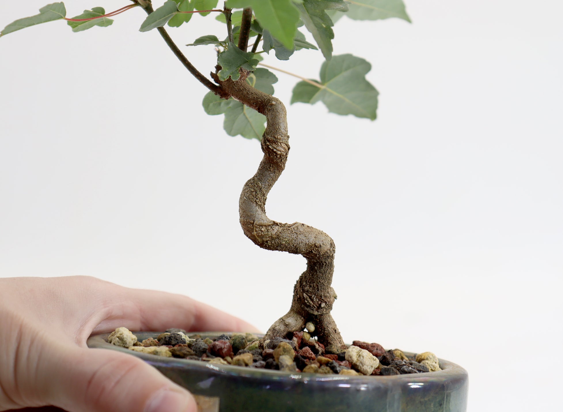 Trident Maple in a 5