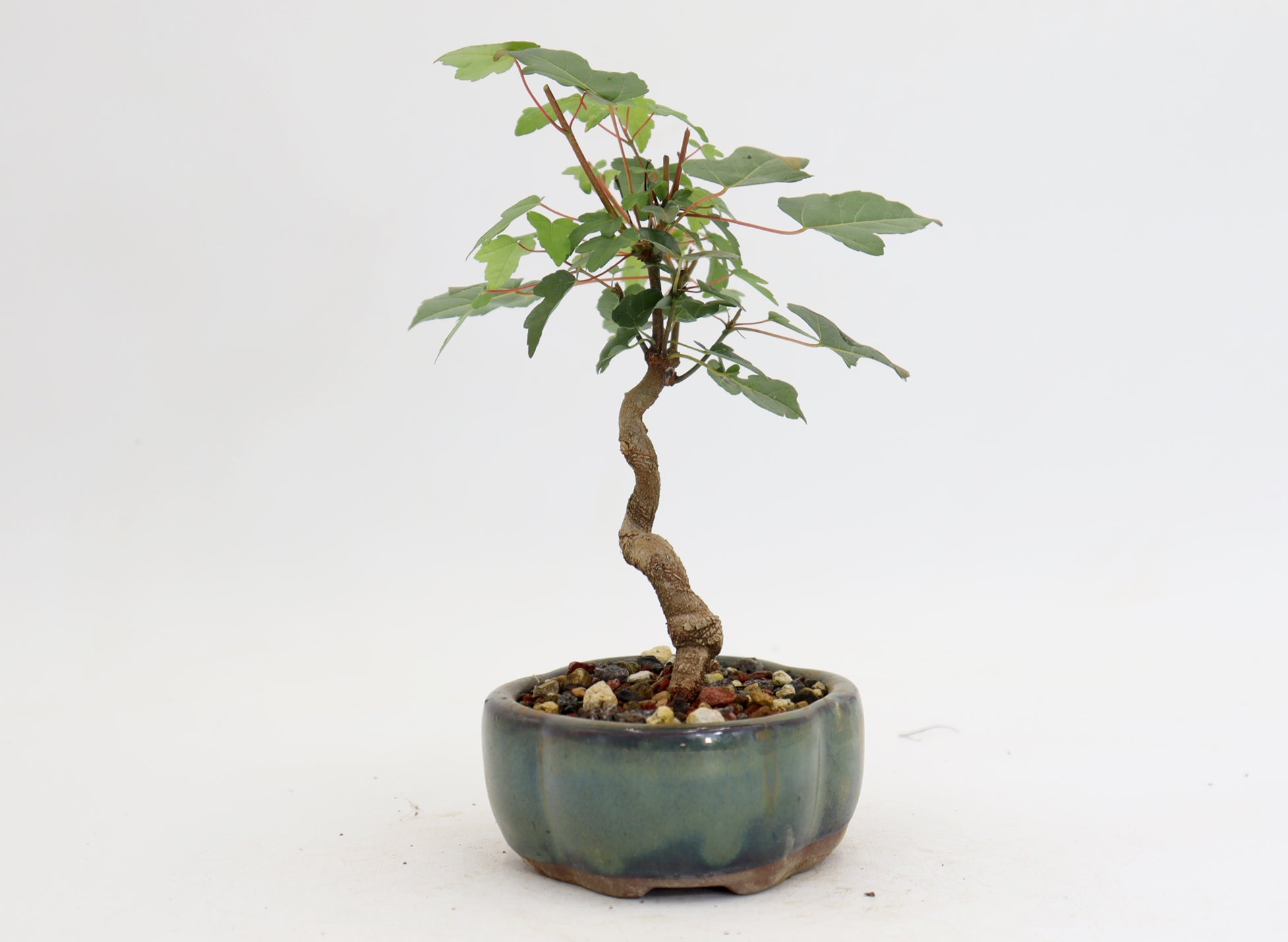 Trident Maple in a 5