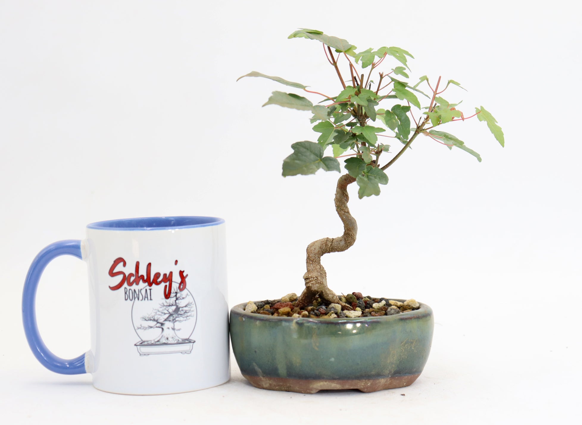 Trident Maple in a 5