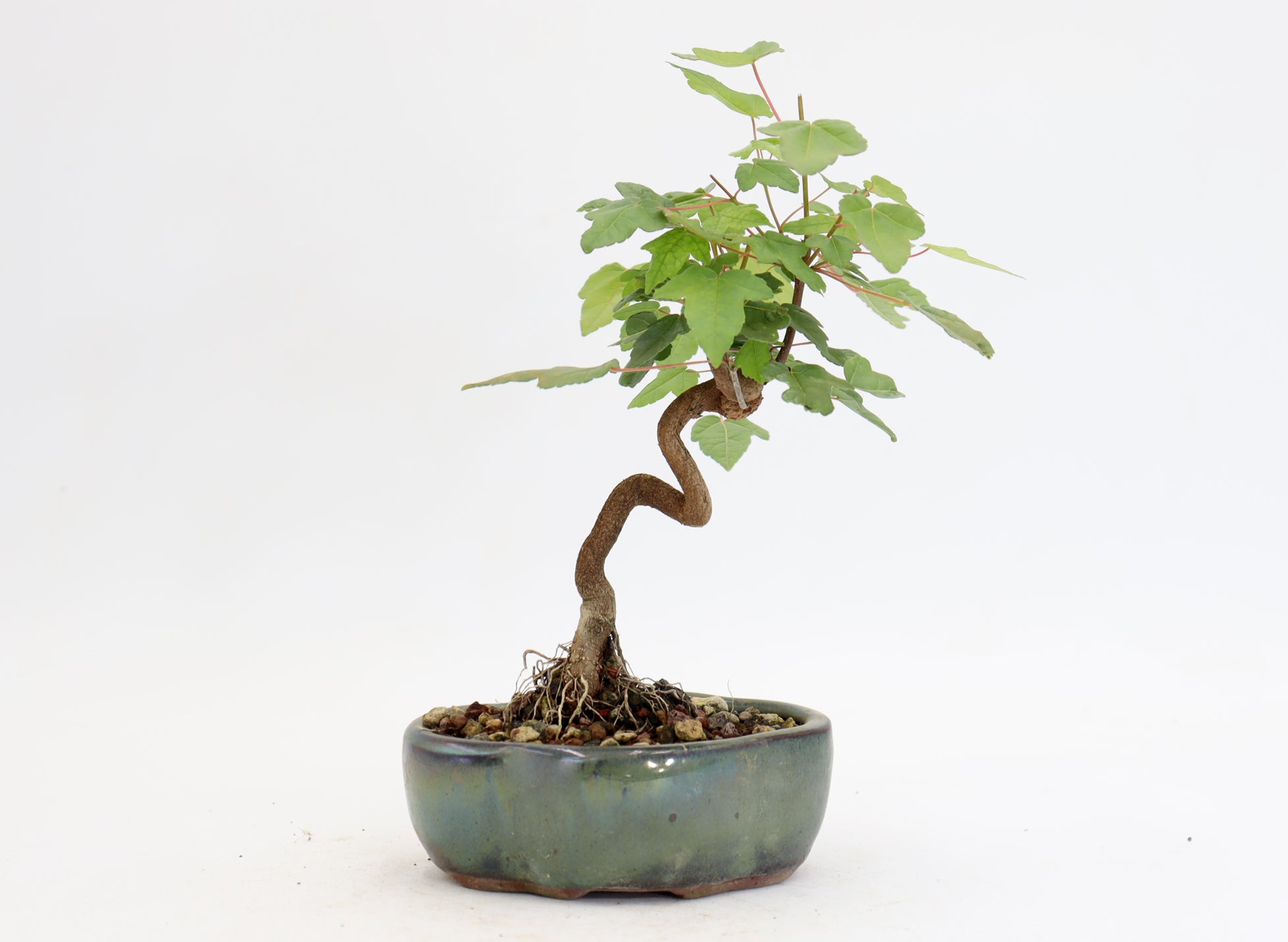 Trident Maple in a 5" Glazed Container