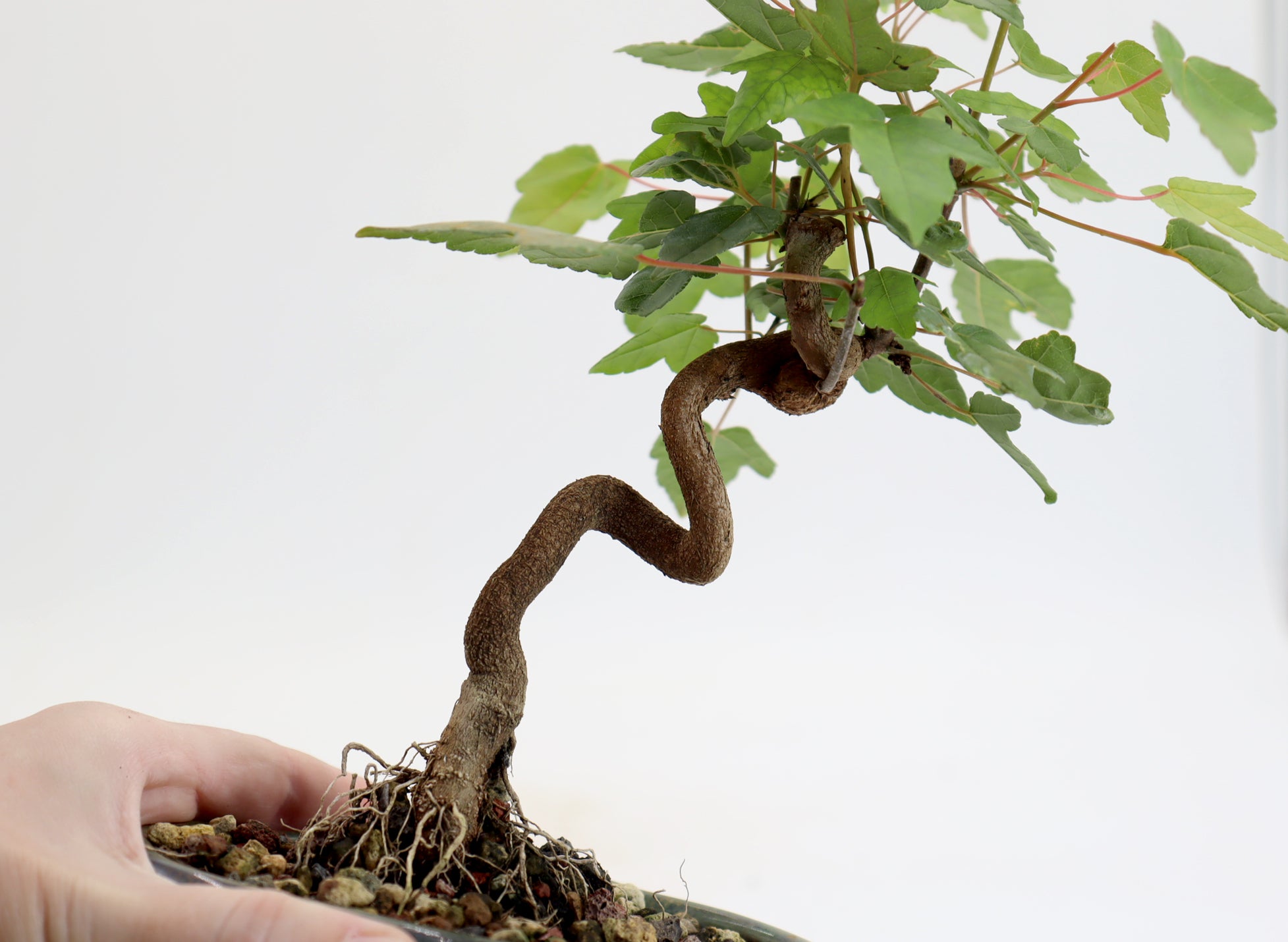 Trident Maple in a 5