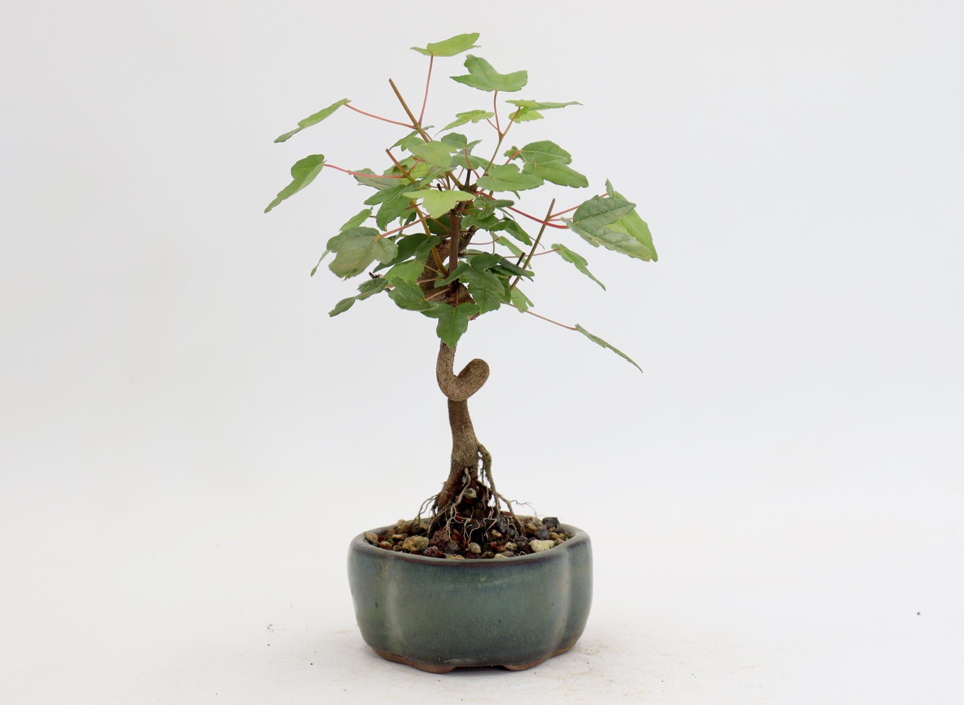 Trident Maple in a 5
