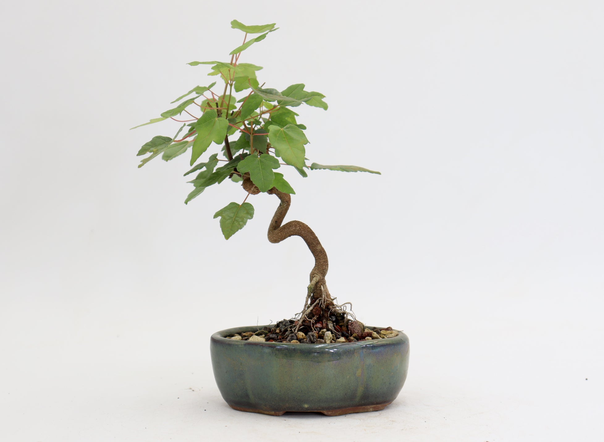 Trident Maple in a 5