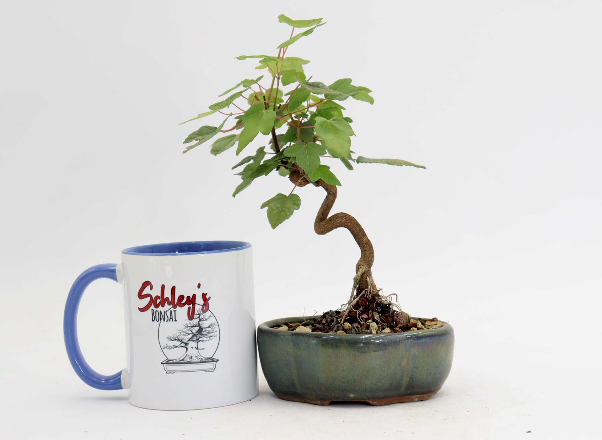 Trident Maple in a 5
