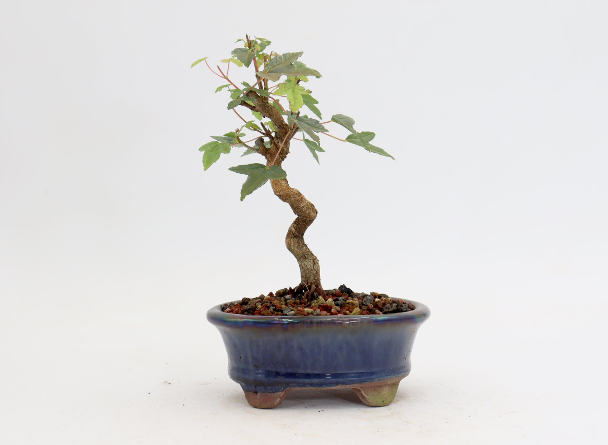 Trident Maple in a 5" Glazed Container