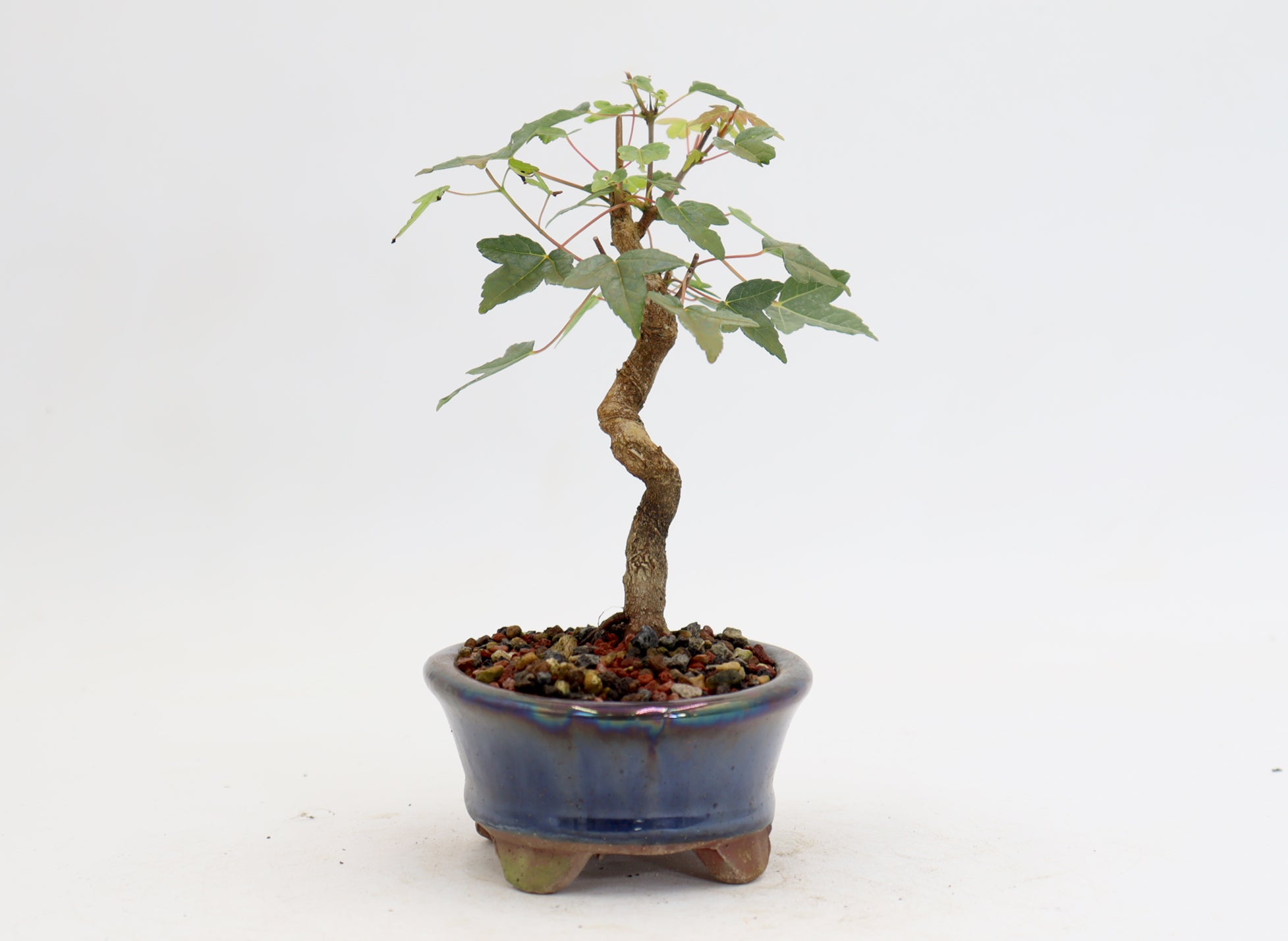 Trident Maple in a 5