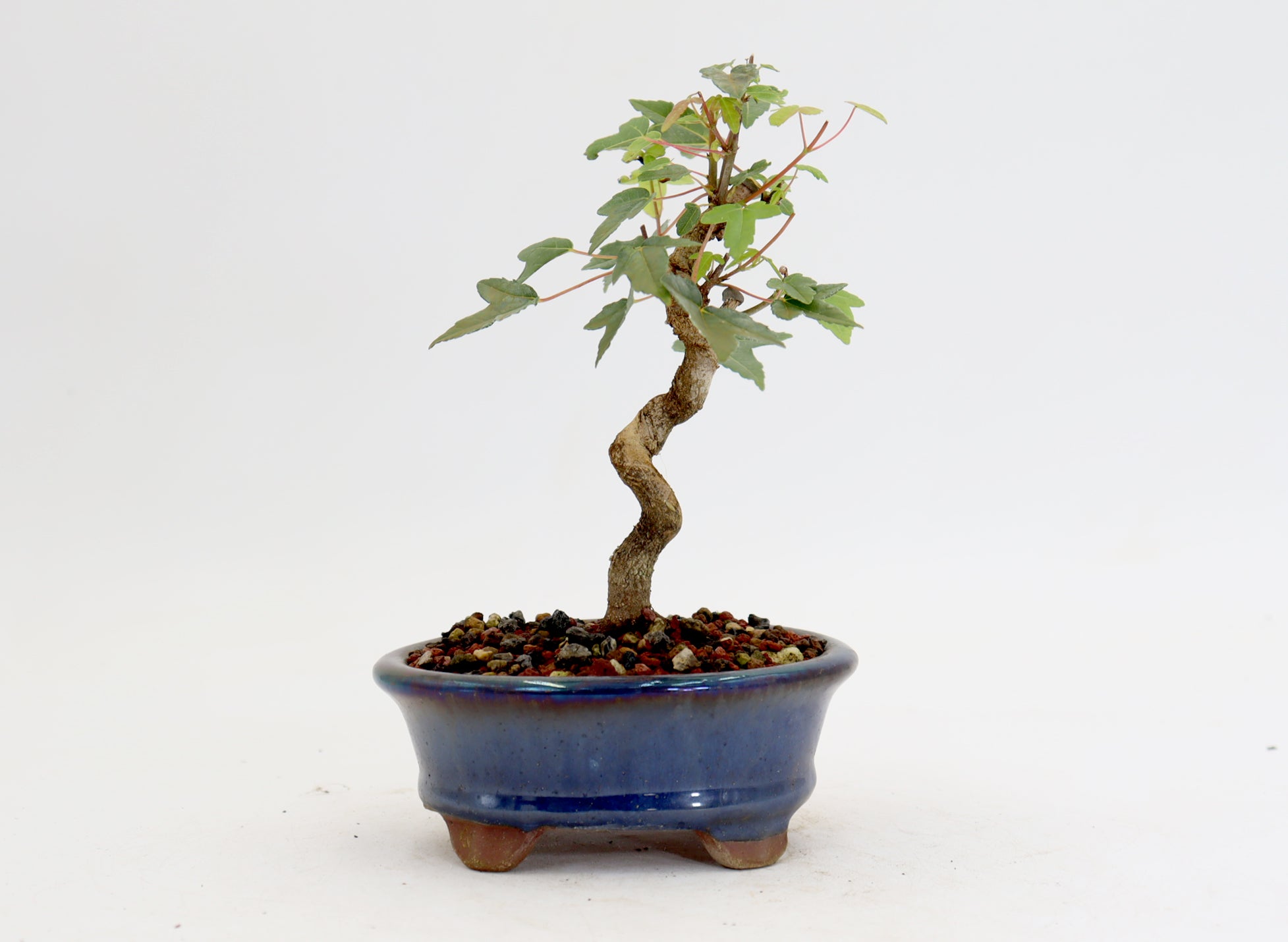 Trident Maple in a 5