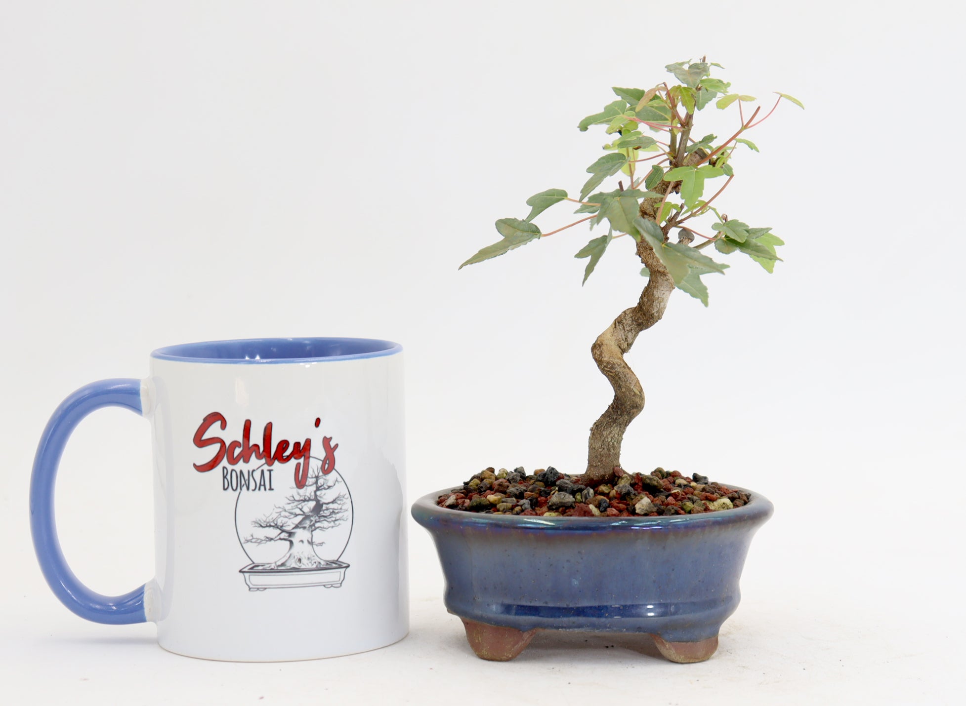 Trident Maple in a 5