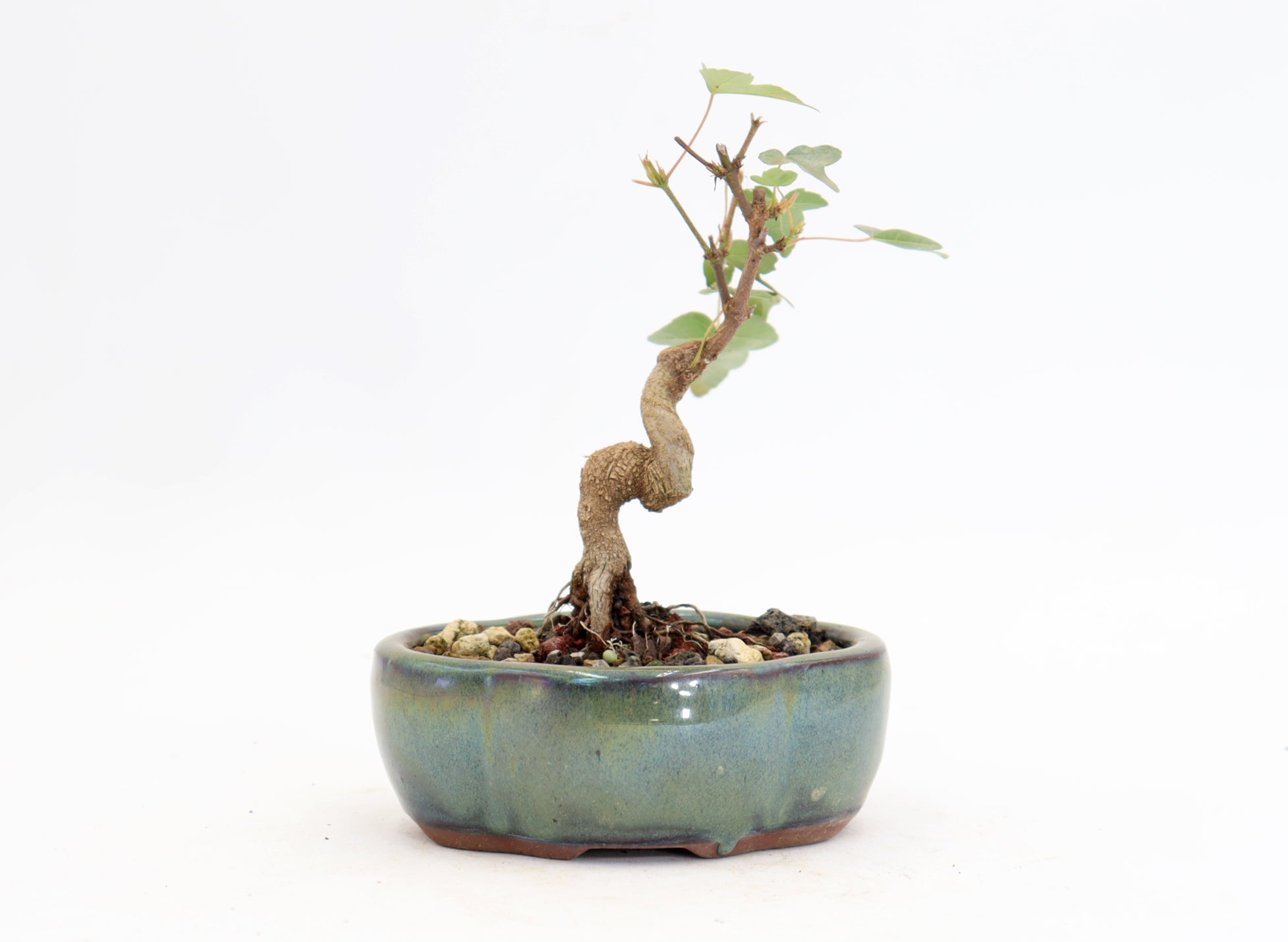Trident Maple in a 5" Glazed Container