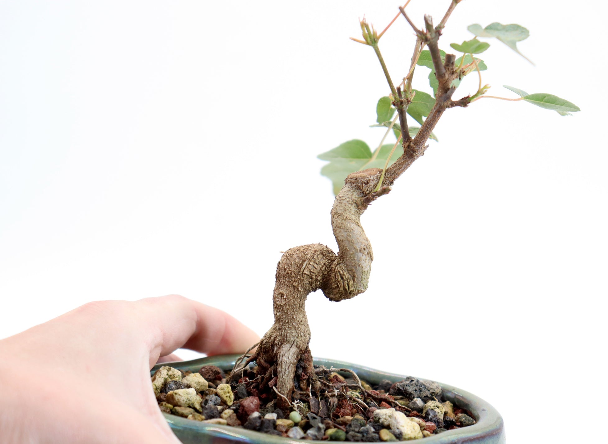 Trident Maple in a 5