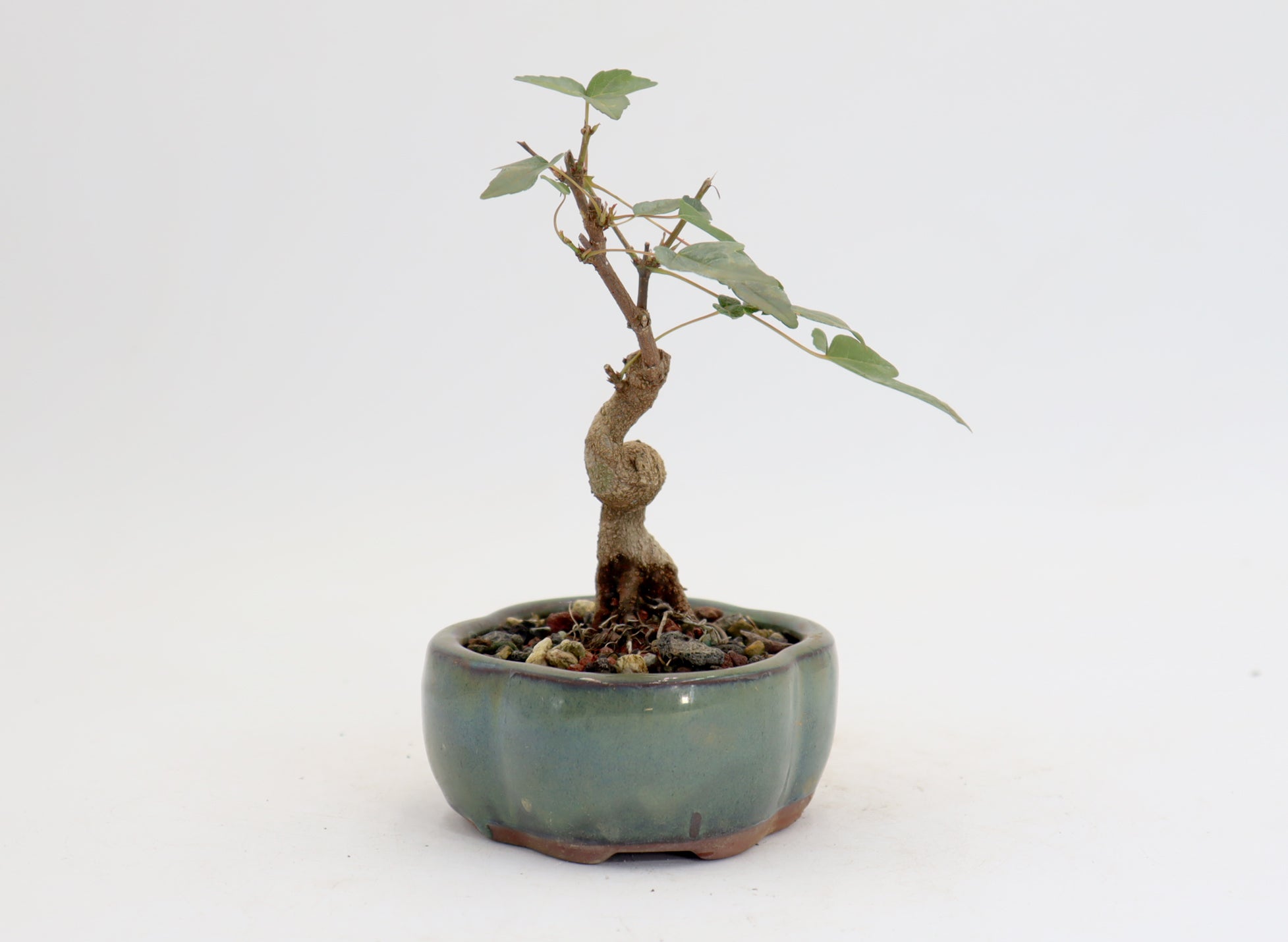 Trident Maple in a 5