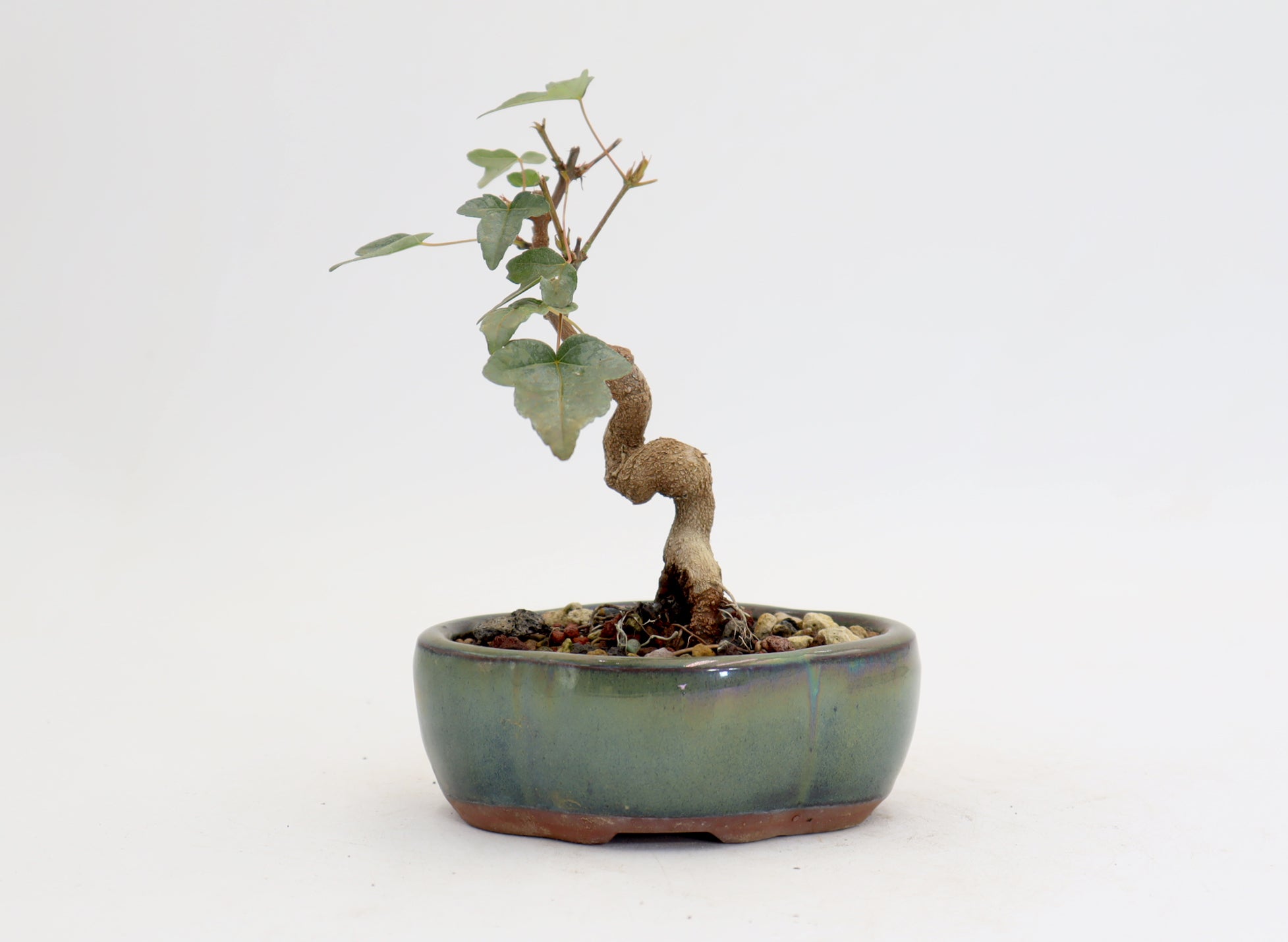 Trident Maple in a 5