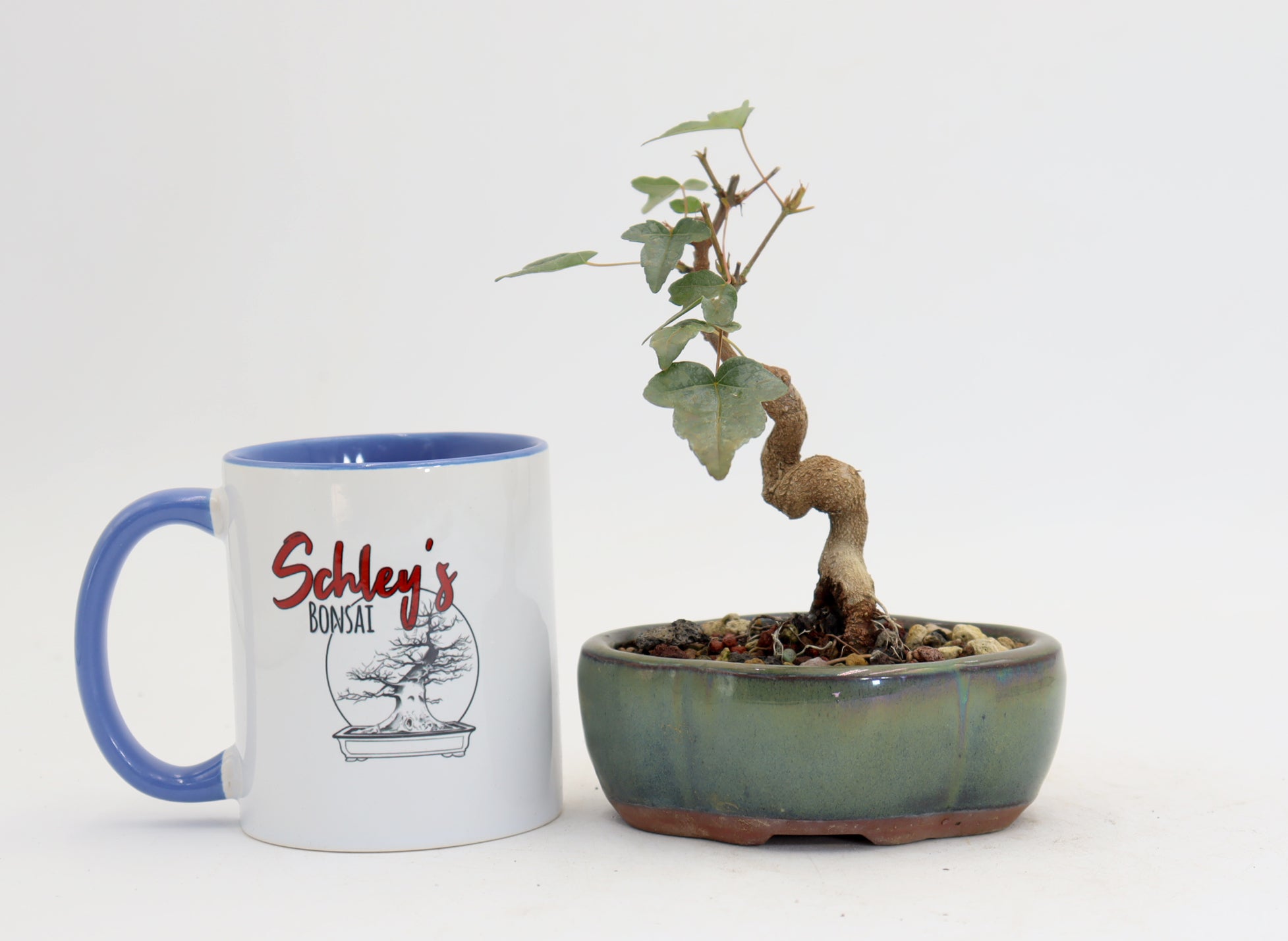 Trident Maple in a 5